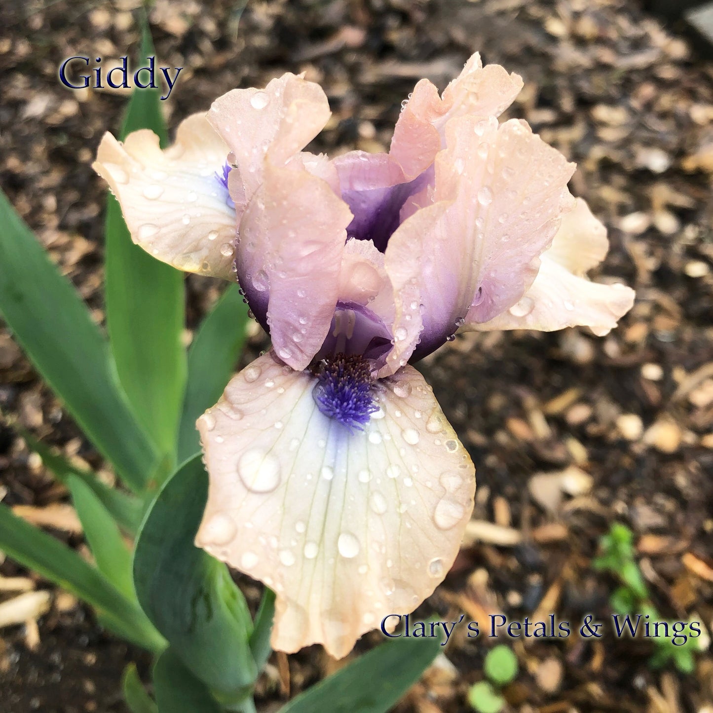 GIDDY -2011-SDB-Fragrant