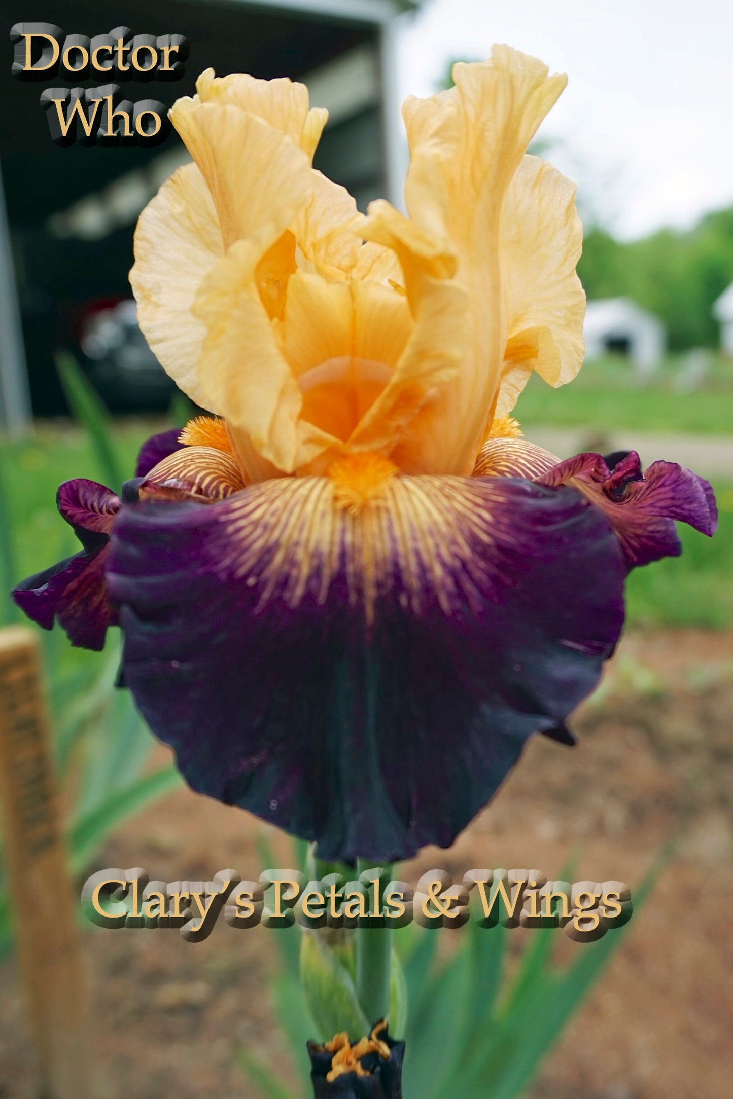 DOCTOR WHO - 2010 - TB - Fragrant