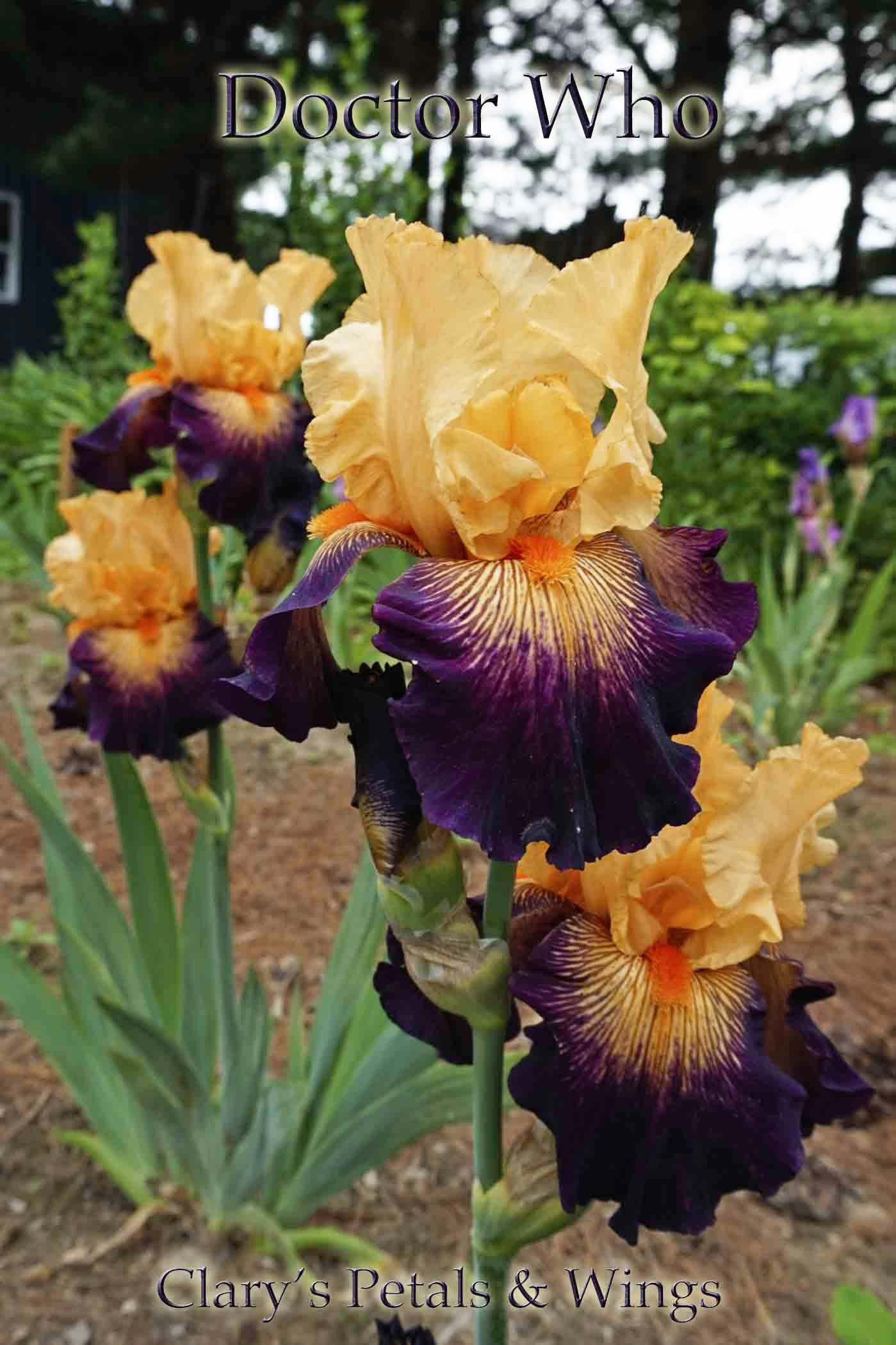 DOCTOR WHO - 2010 - TB - Fragrant