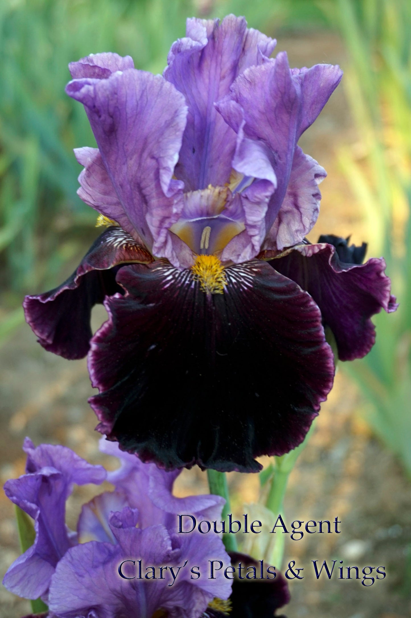 DOUBLE AGENT - 1986 - TB - Reblooming