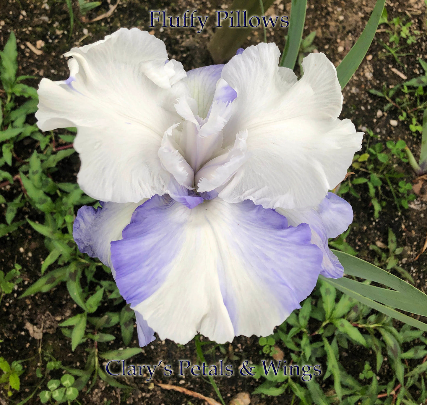 FLUFFY PILLOWS - 2008 - TB