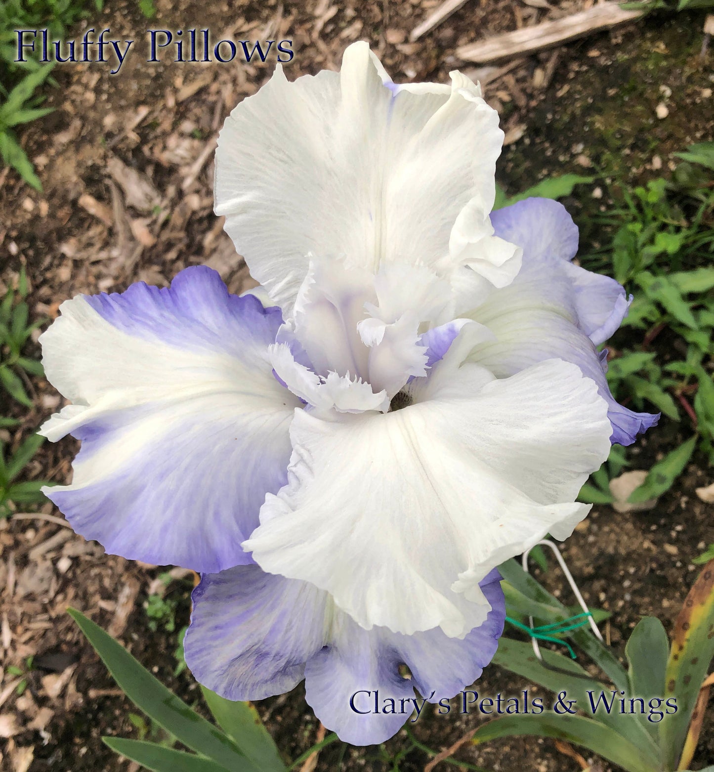 FLUFFY PILLOWS - 2008 - TB