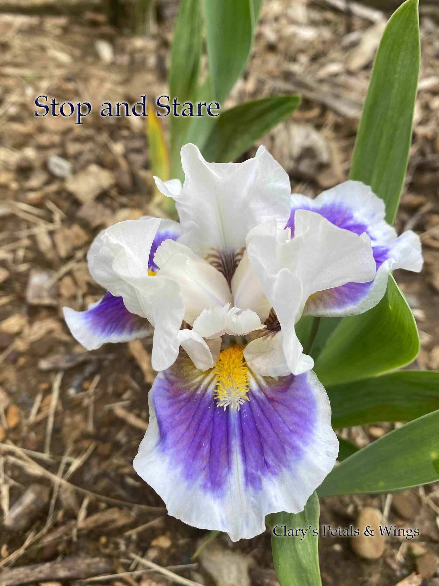 STOP AND STARE - SDB - 2014