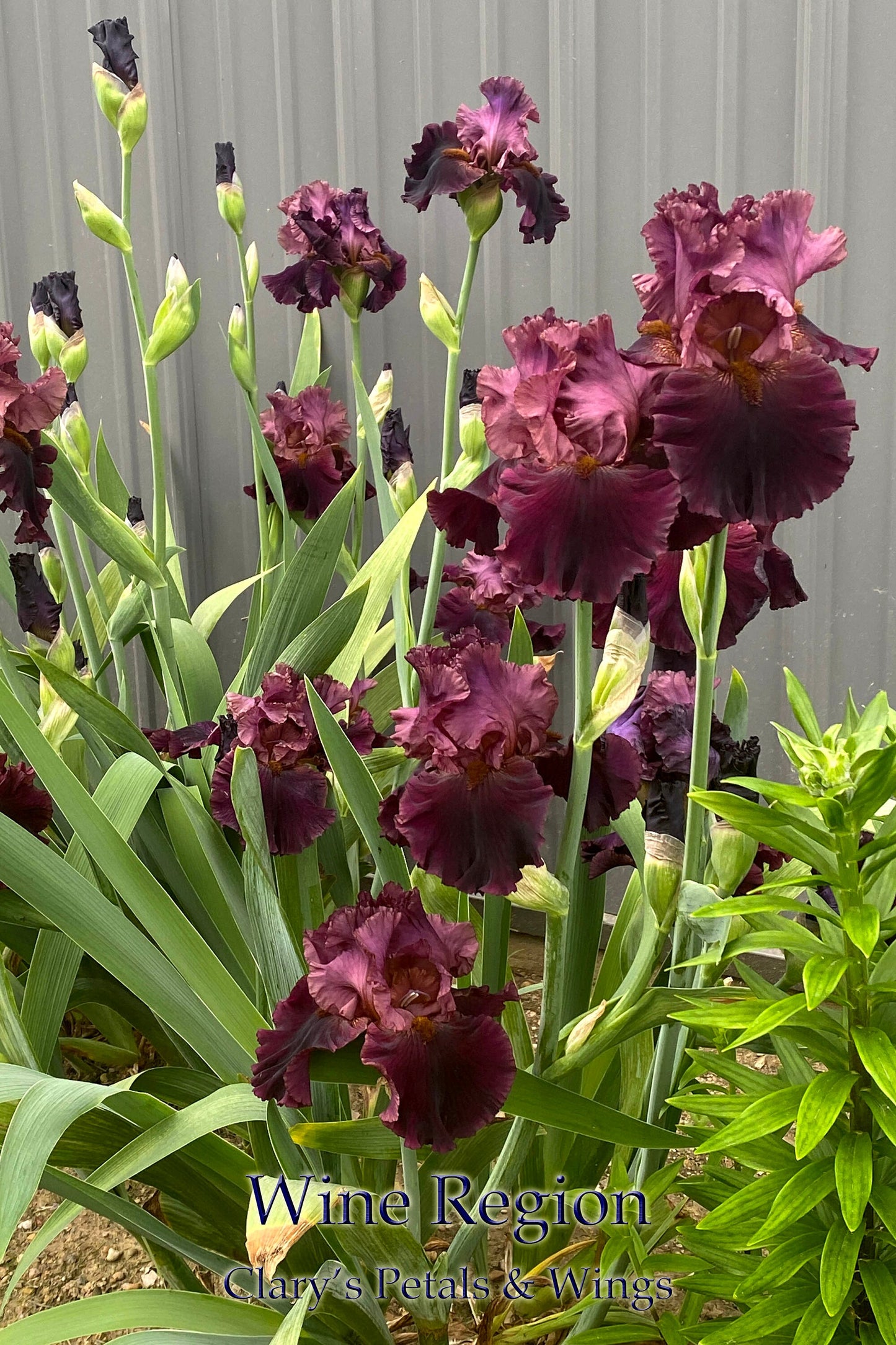 WINE REGION  - 2018 - TB