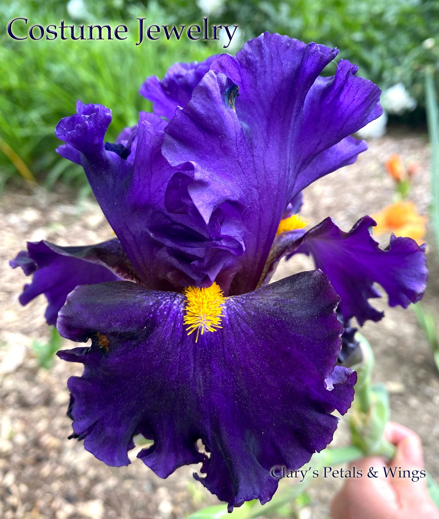 COSTUME JEWELRY - 2018 - BB