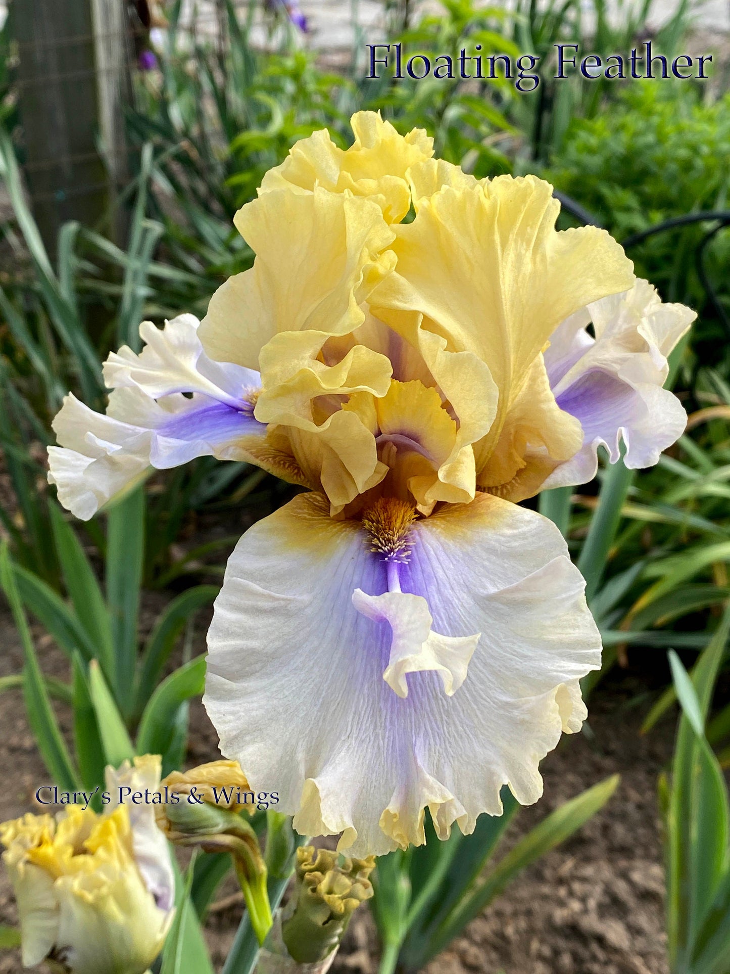 FLOATING FEATHER - 2016 - TB - Fragrant