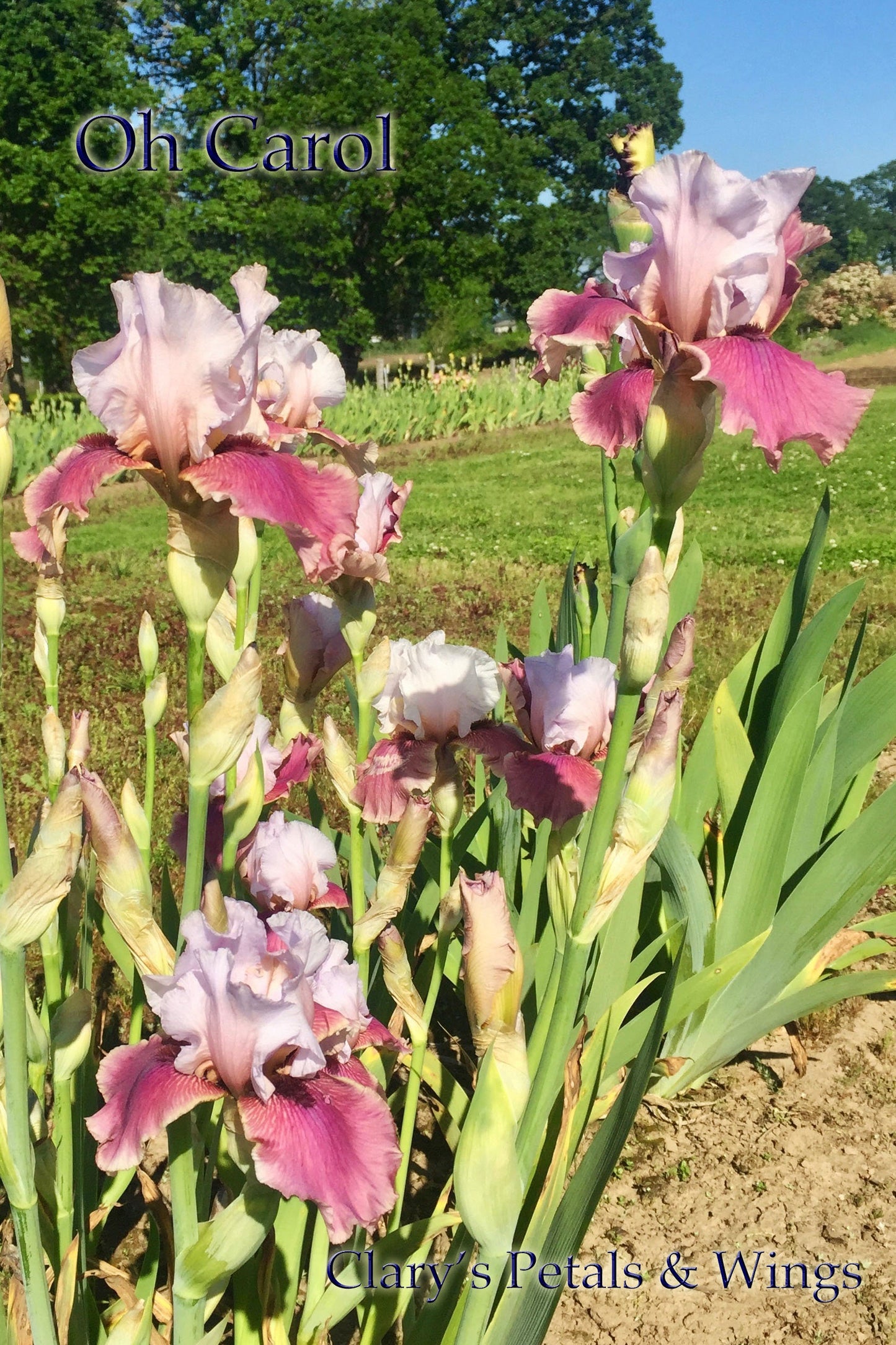 OH CAROL - 2012 TB - Reblooming & Fragrant