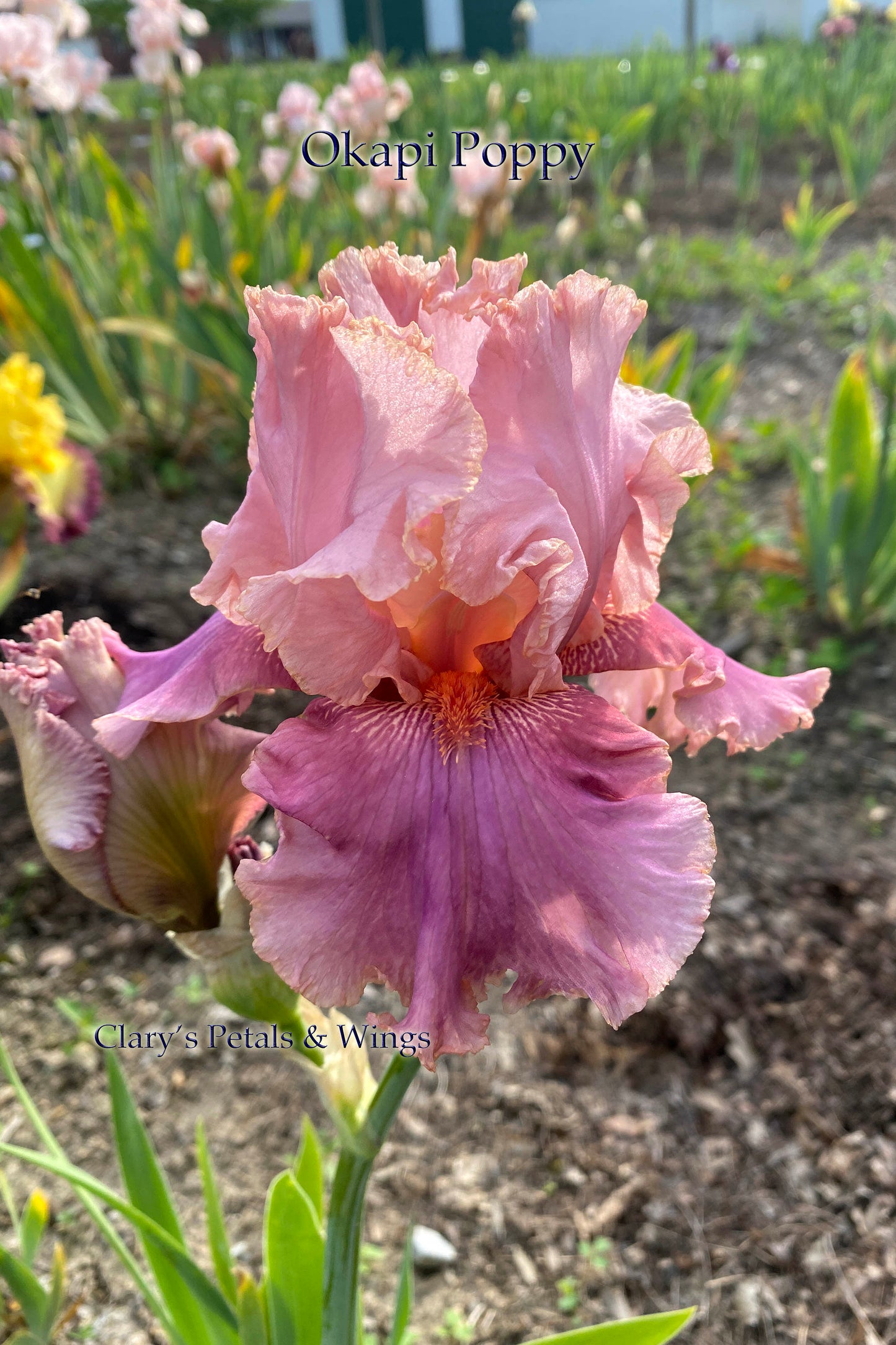 OKAPI POPPY - 2003 TB