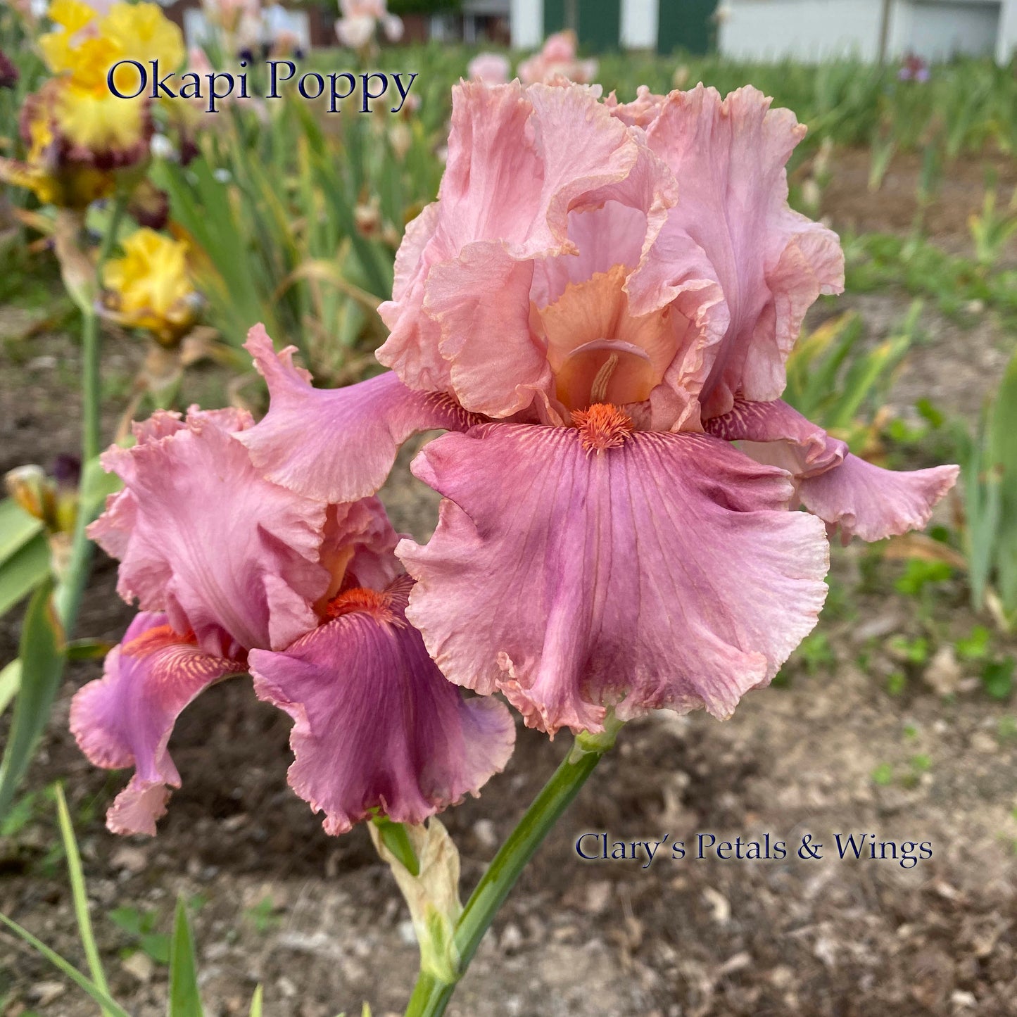 OKAPI POPPY - 2003 TB