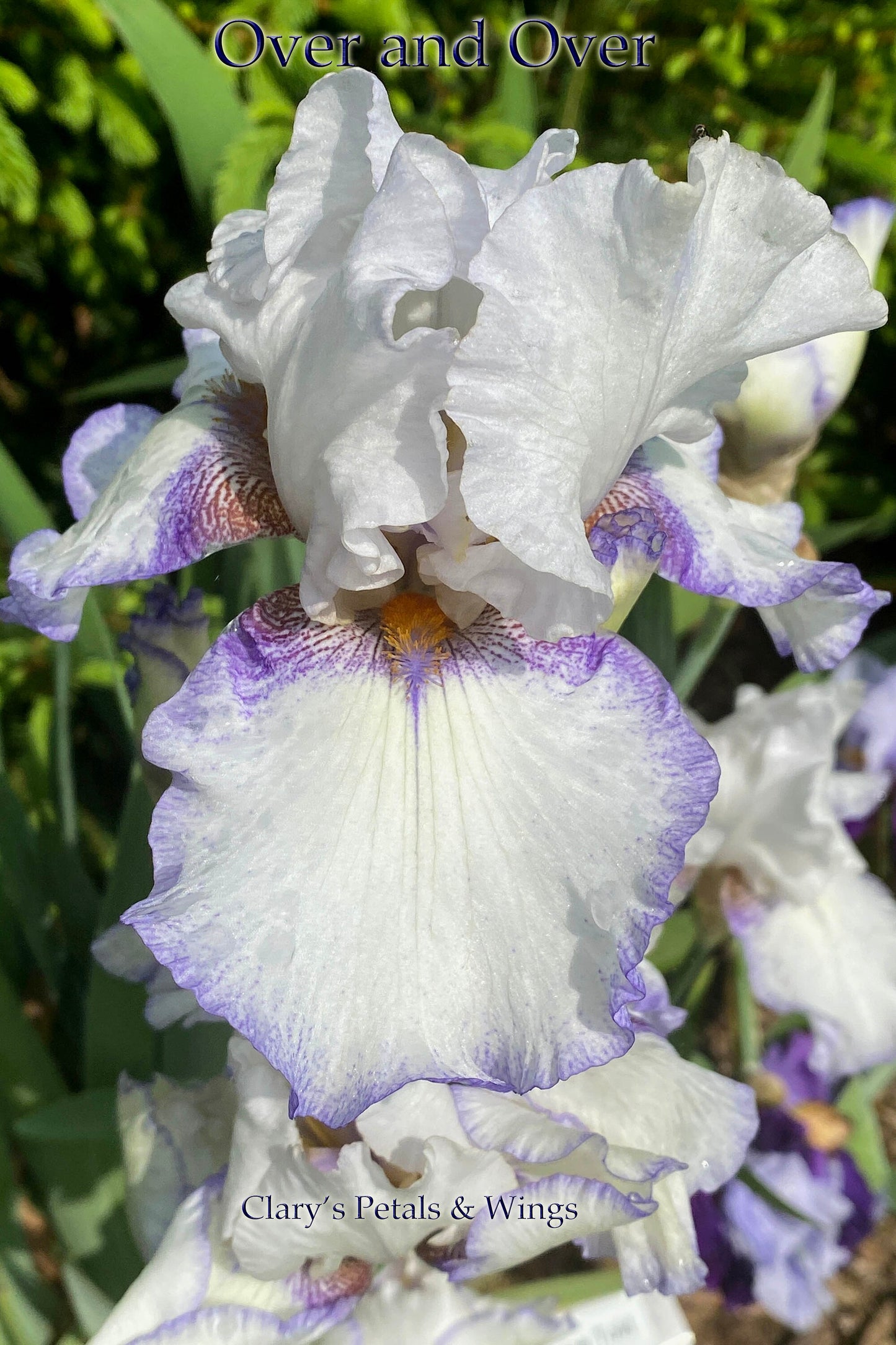 OVER AND OVER 2001 TB-Reblooming