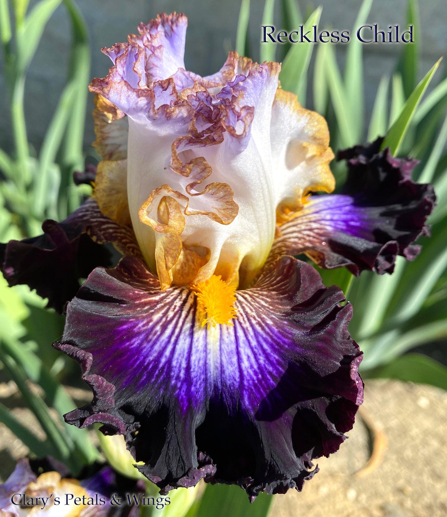 RECKLESS CHILD 2019 TB