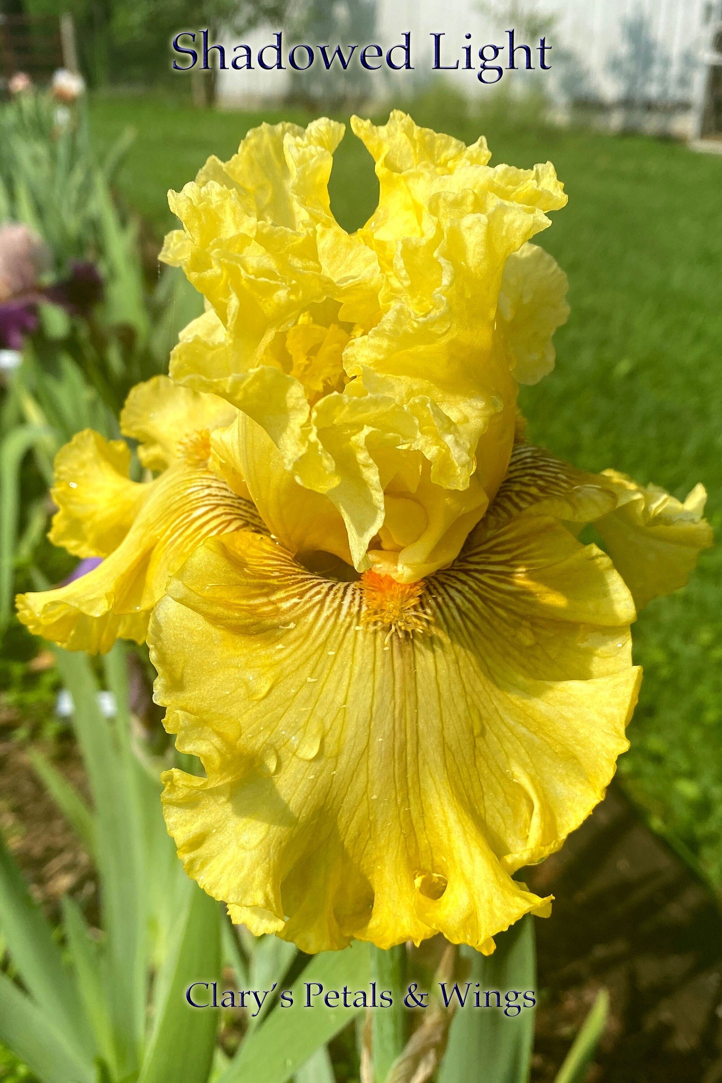 SHADOWED LIGHT - 2018 - TB