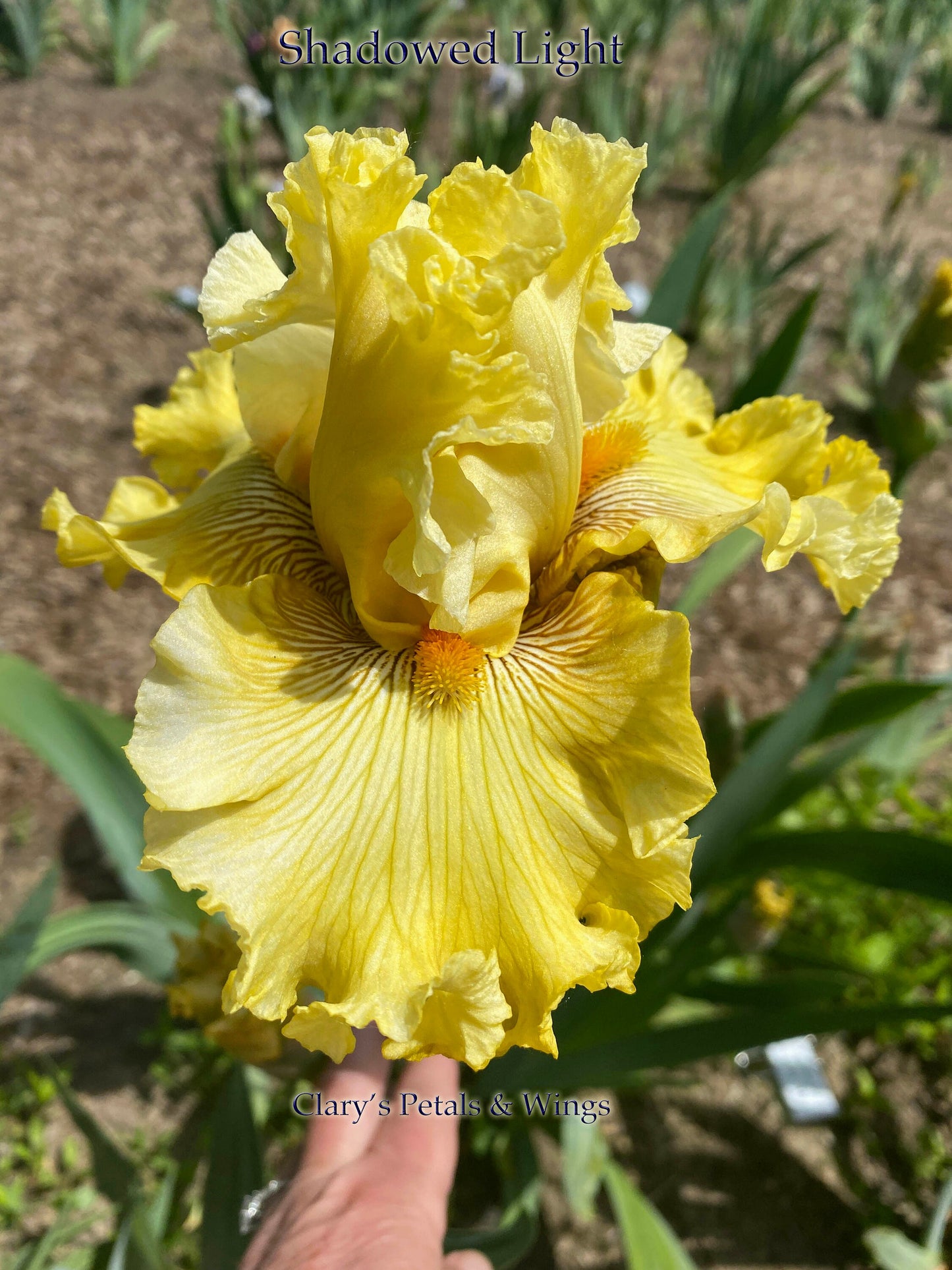 SHADOWED LIGHT - 2018 - TB