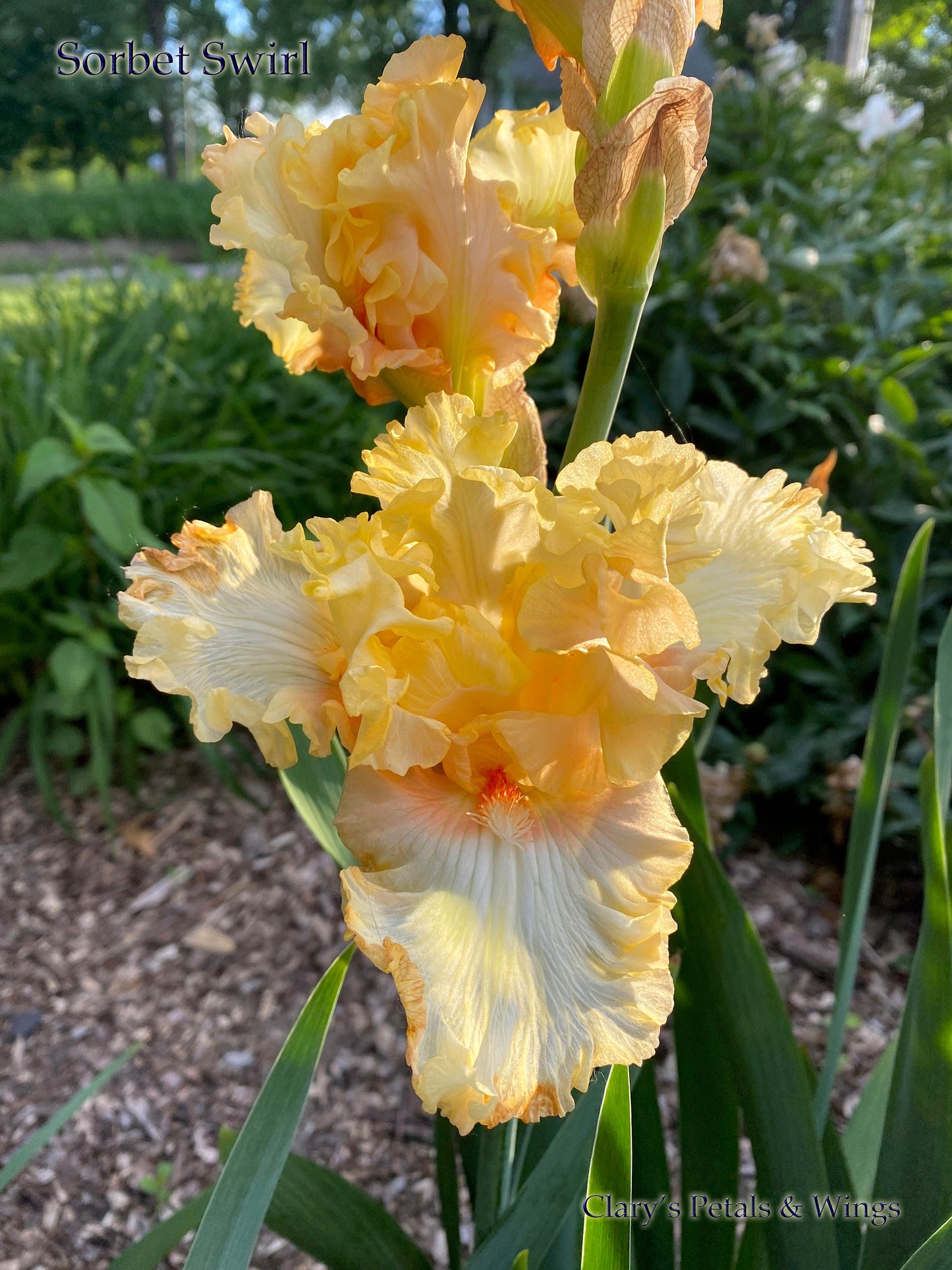 SORBET SWIRL - 2018 - BB