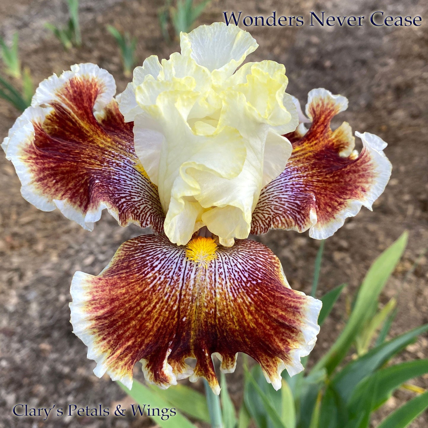 WONDERS NEVER CEASE - 2007 - TB