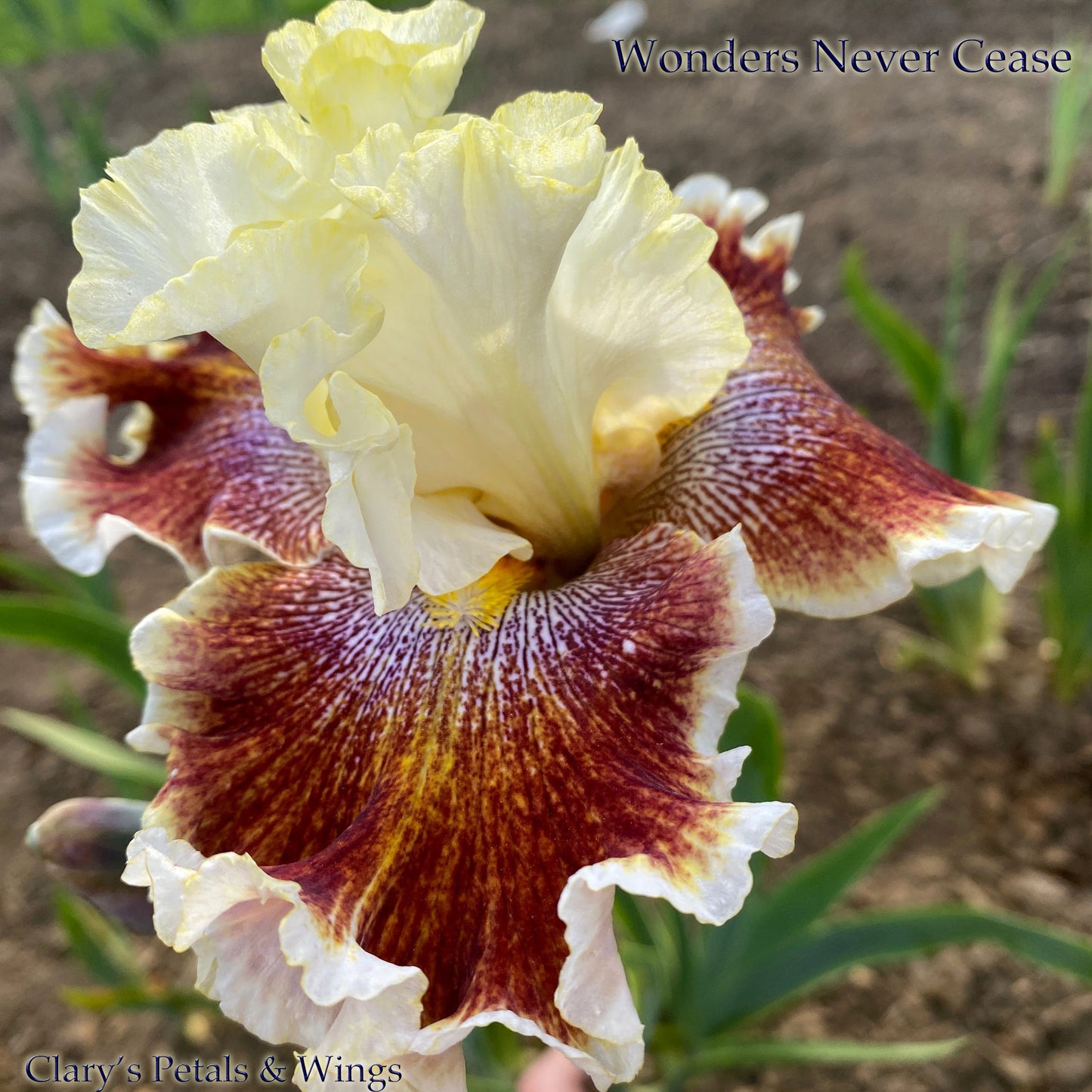 WONDERS NEVER CEASE - 2007 - TB