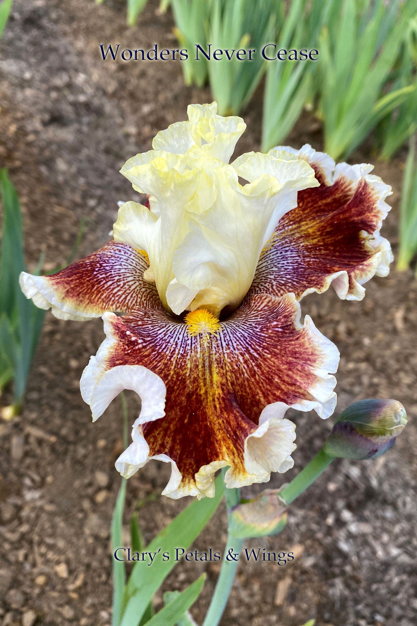 WONDERS NEVER CEASE - 2007 - TB