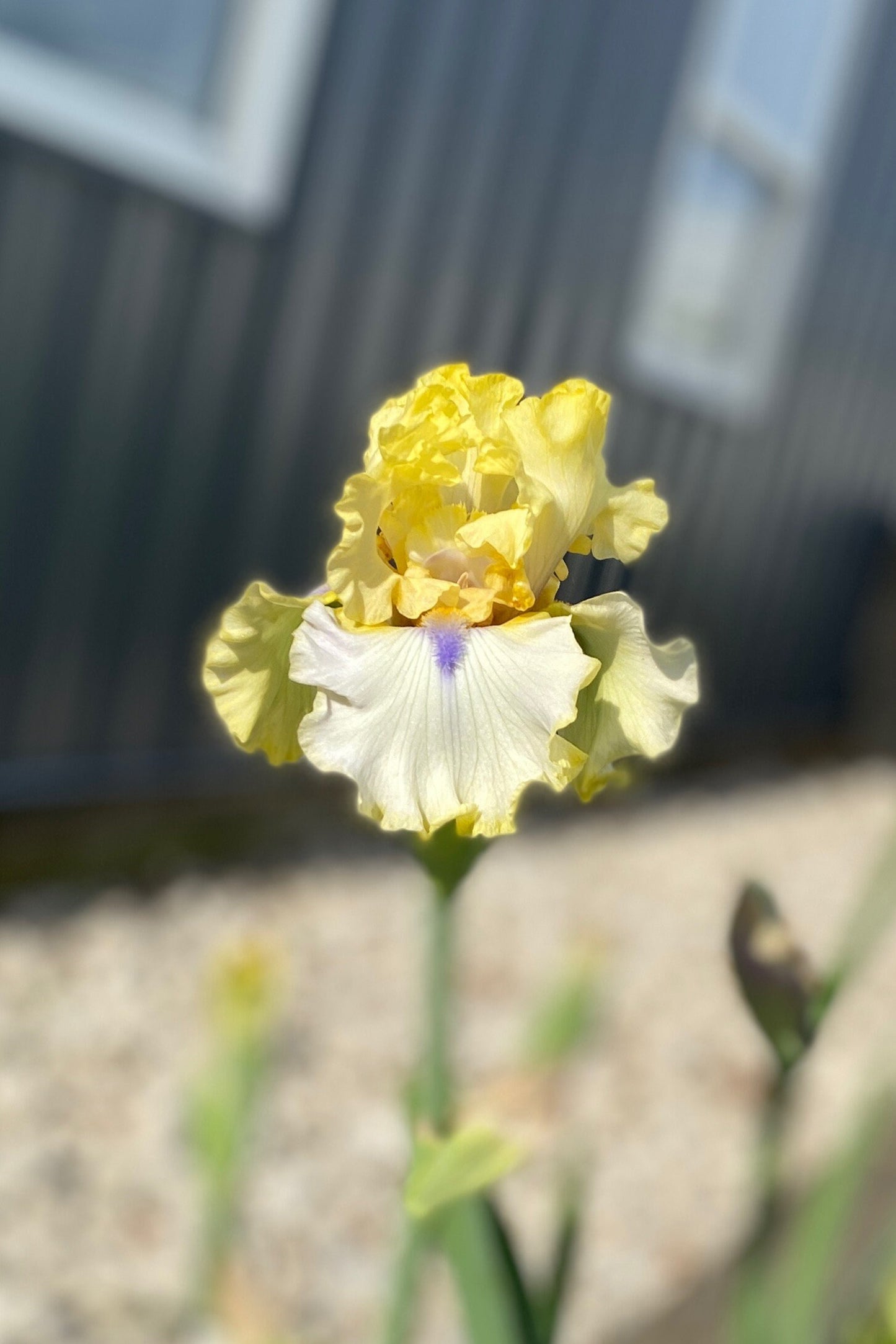 BLIND AMBITION - 2016 - TB - Fragrant