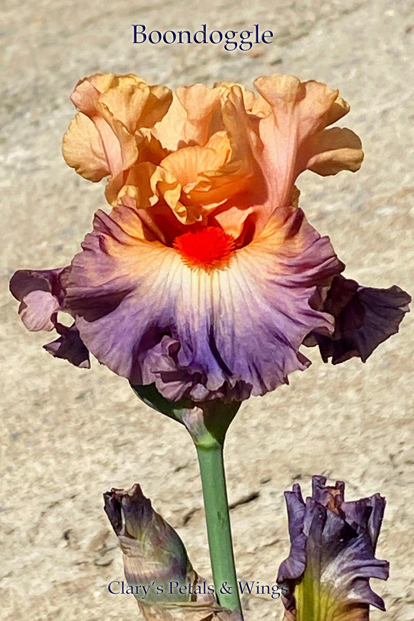 BOONDOGGLE - 2017 - BB