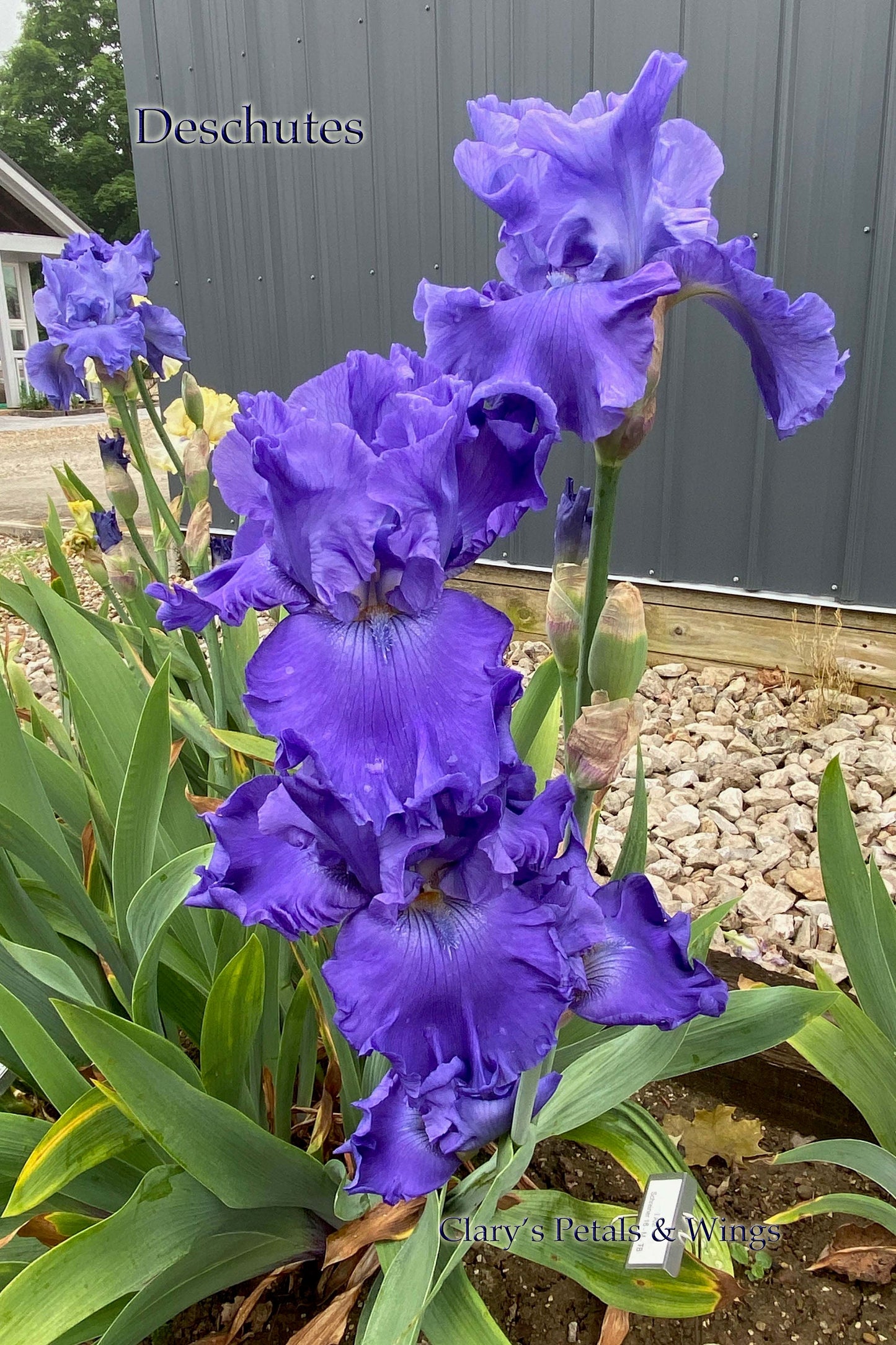 DESCHUTES - 2018 - TB