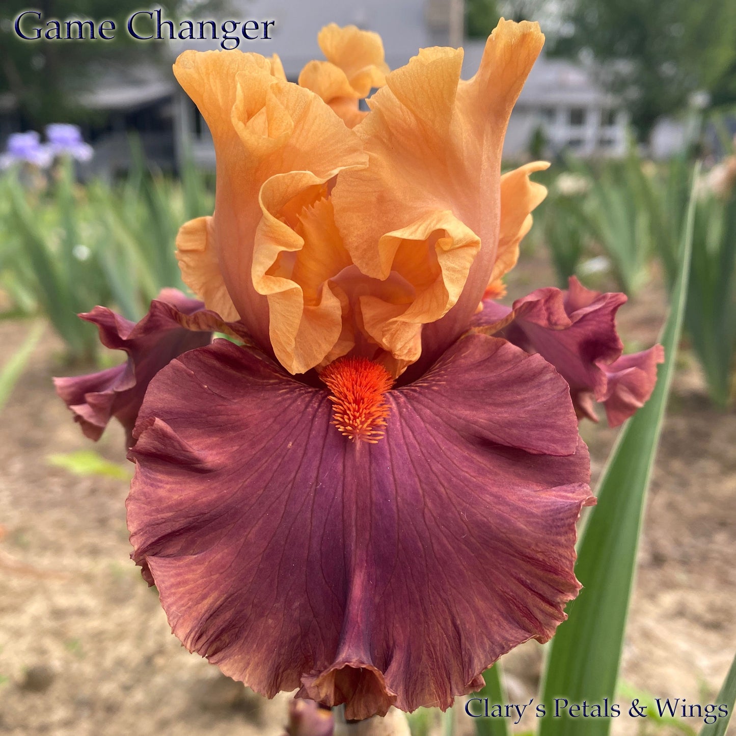 GAME CHANGER - 2018 TB