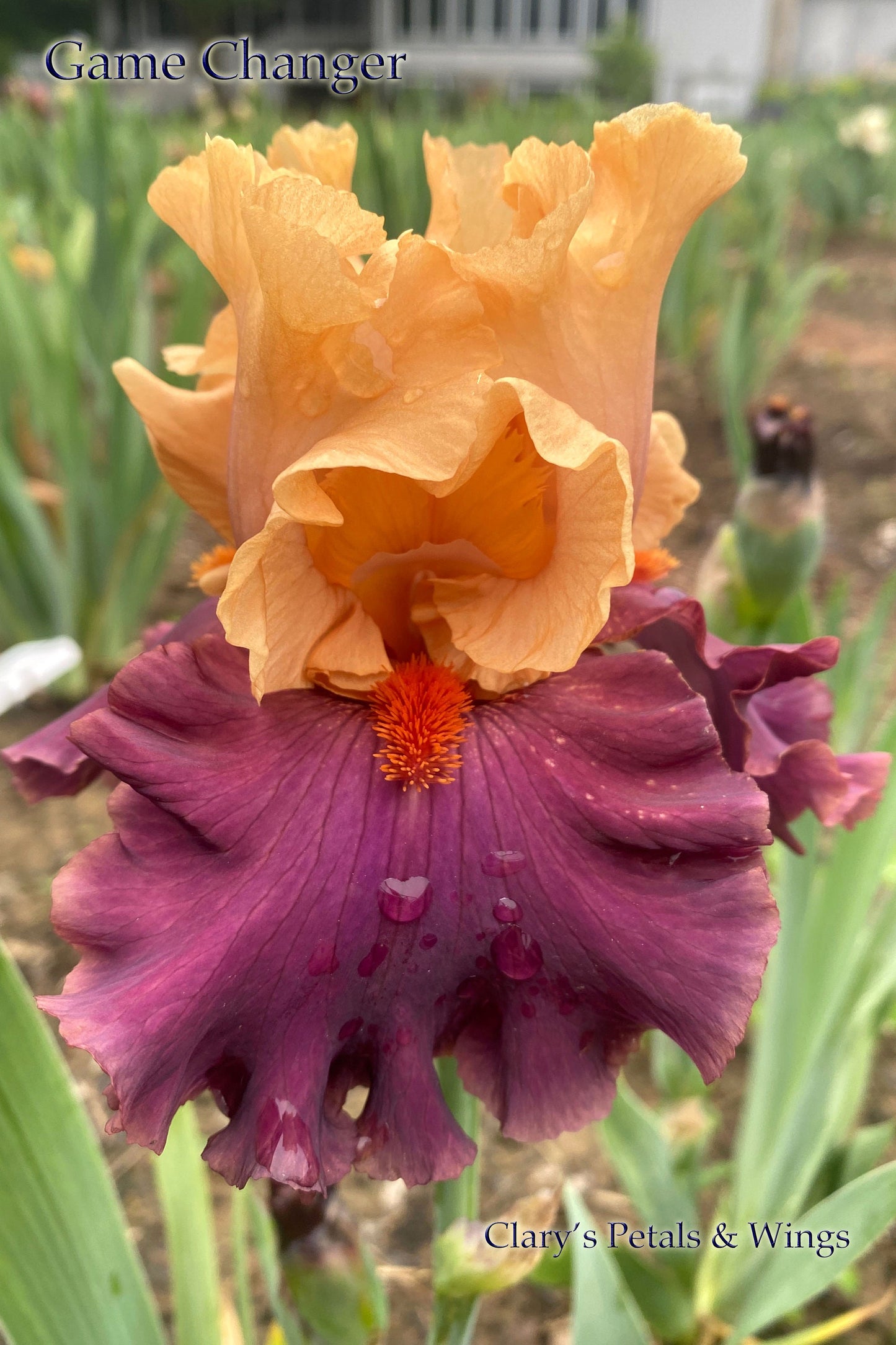 GAME CHANGER - 2018 TB