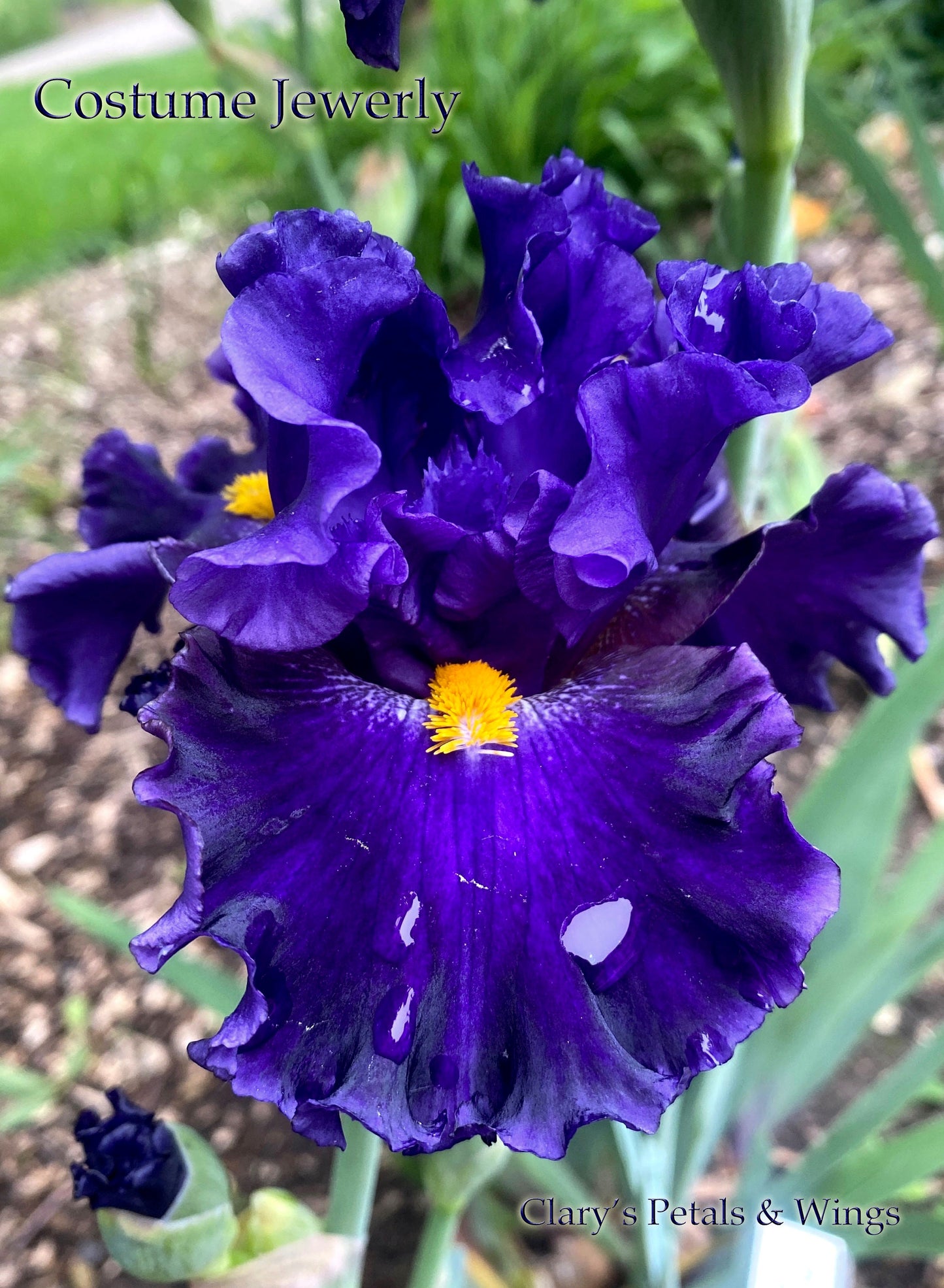 COSTUME JEWELRY - 2018 - BB