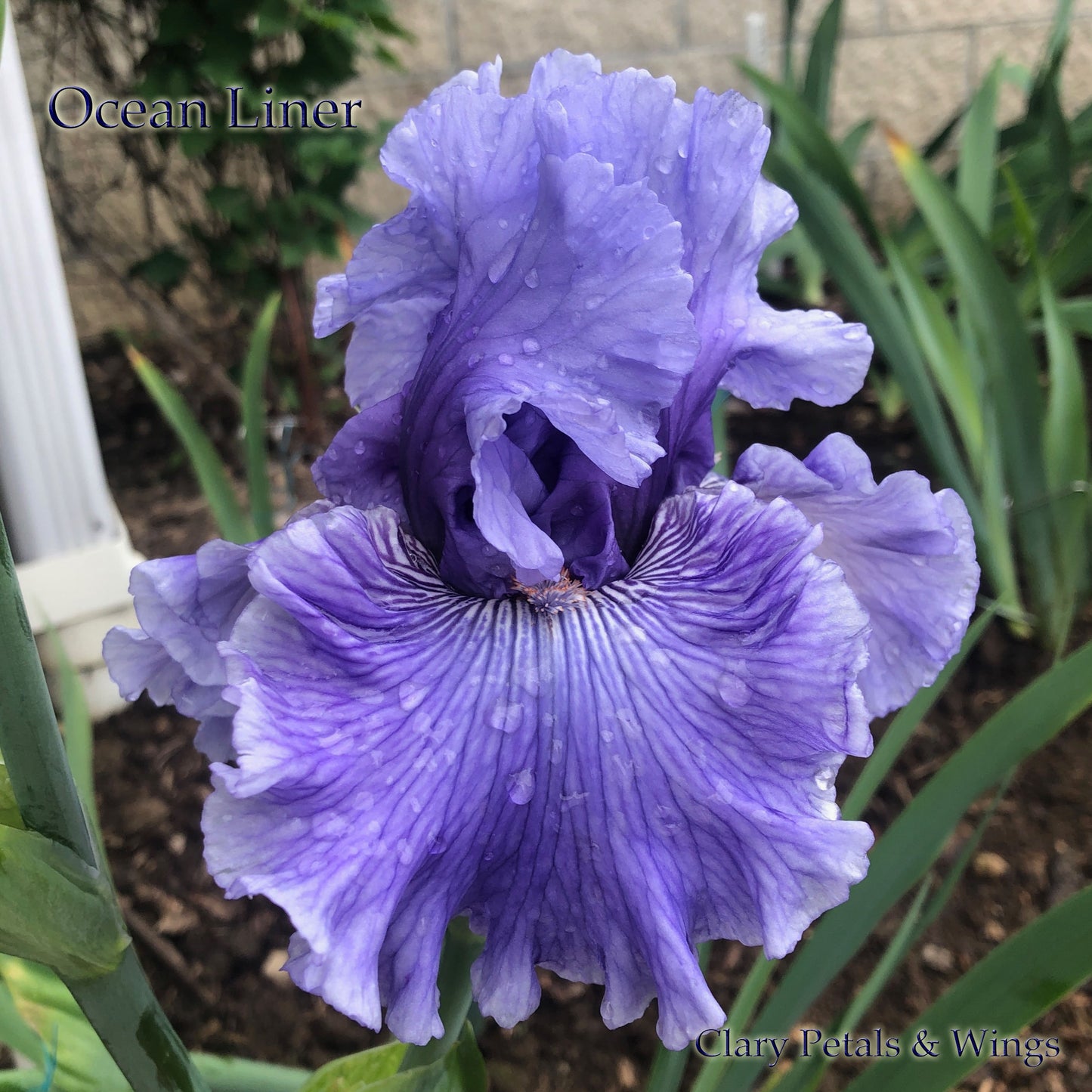 OCEAN LINER - 2017 TB