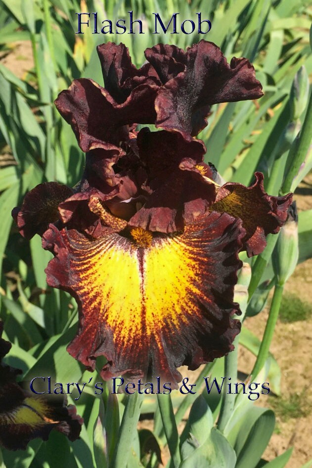 FLASH MOB - 2016 - TB