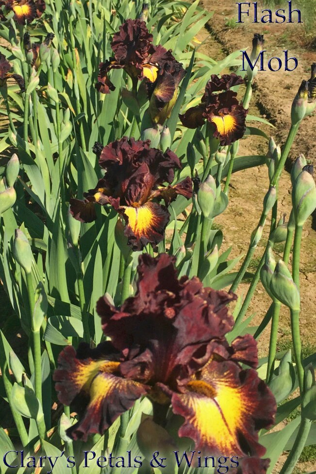 FLASH MOB - 2016 - TB