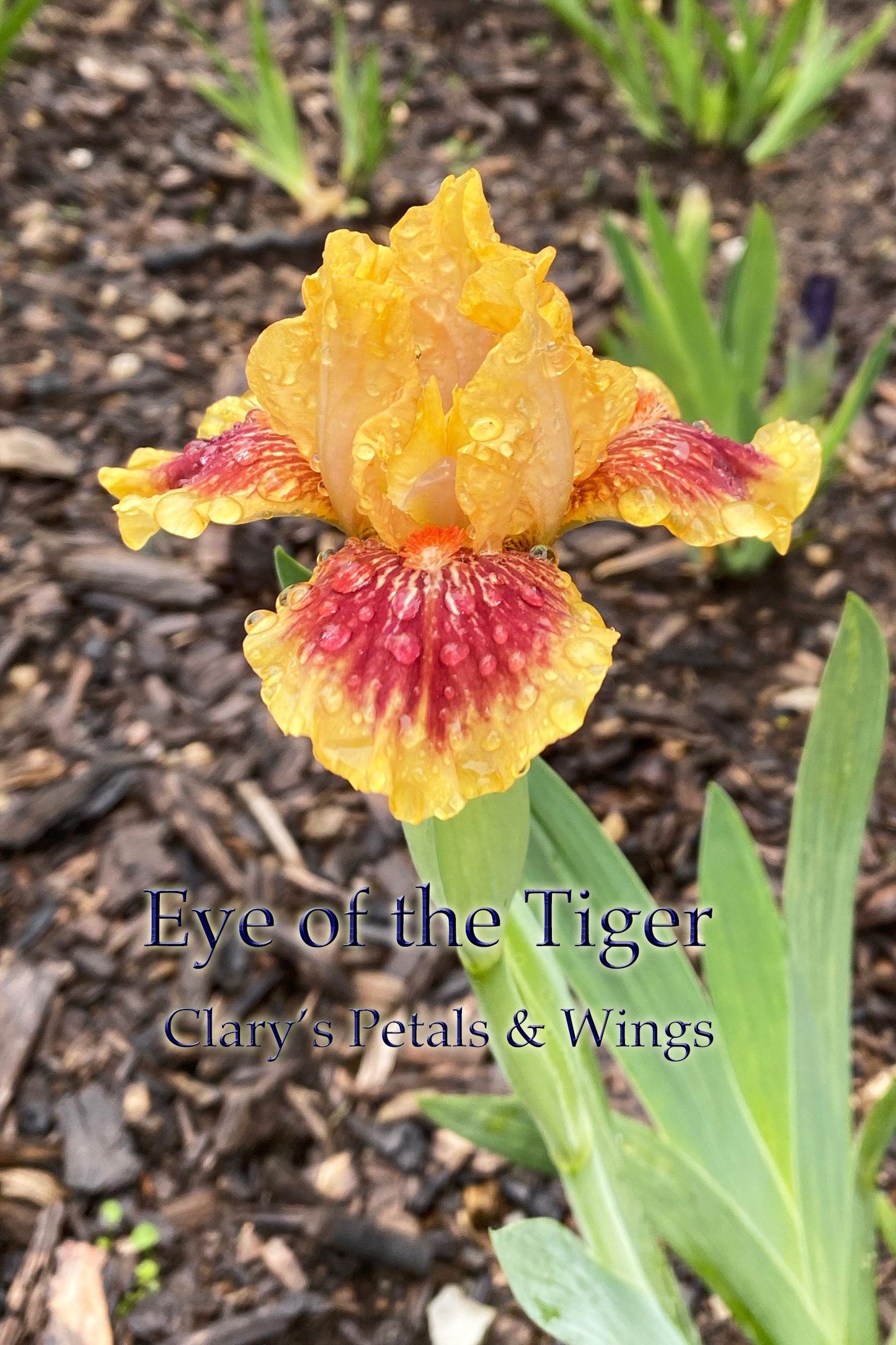 EYE of THE TIGER - 2008 - SDB - Fragrant