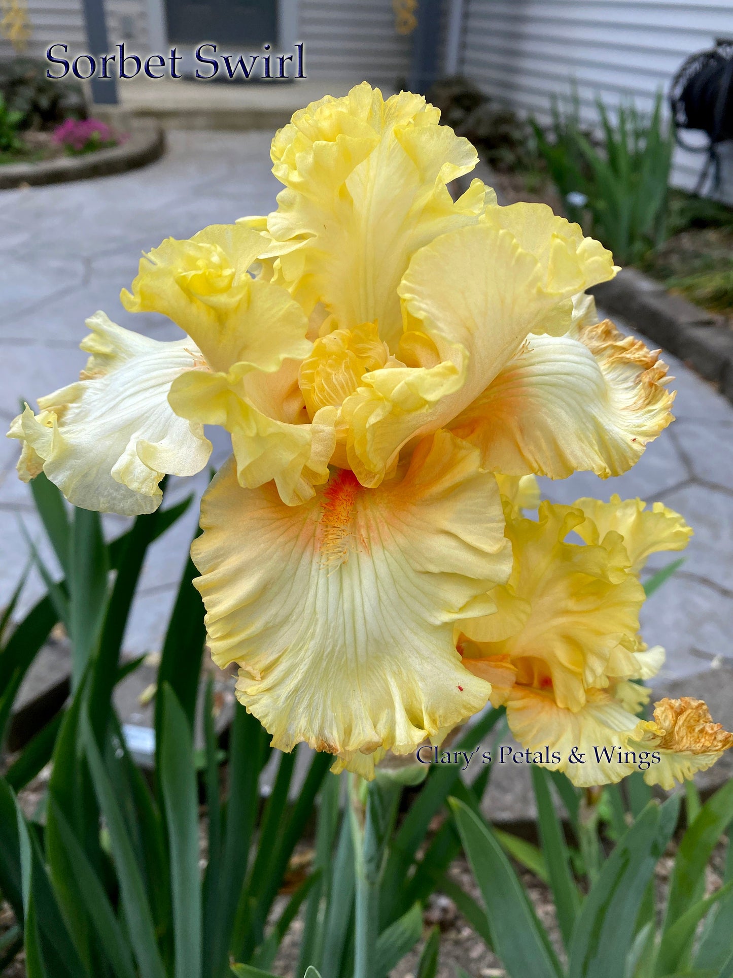 SORBET SWIRL - 2018 - BB