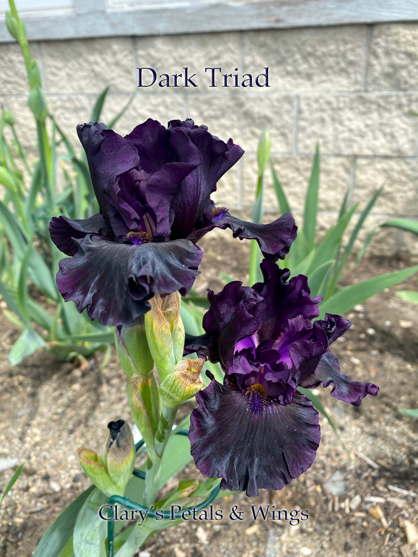 DARK TRIAD - 2017 - IB