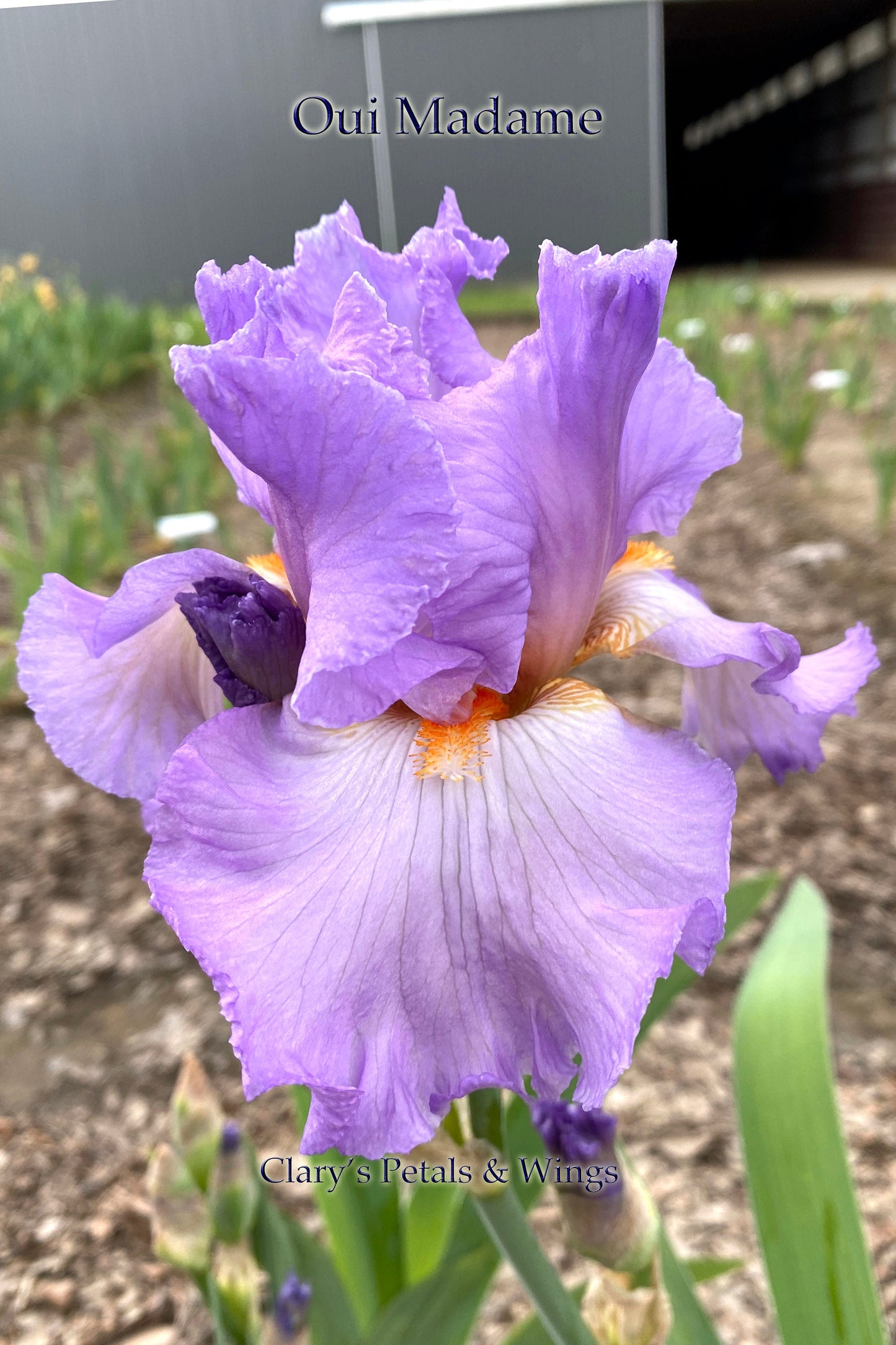 OUI MADAME - 2013 TB