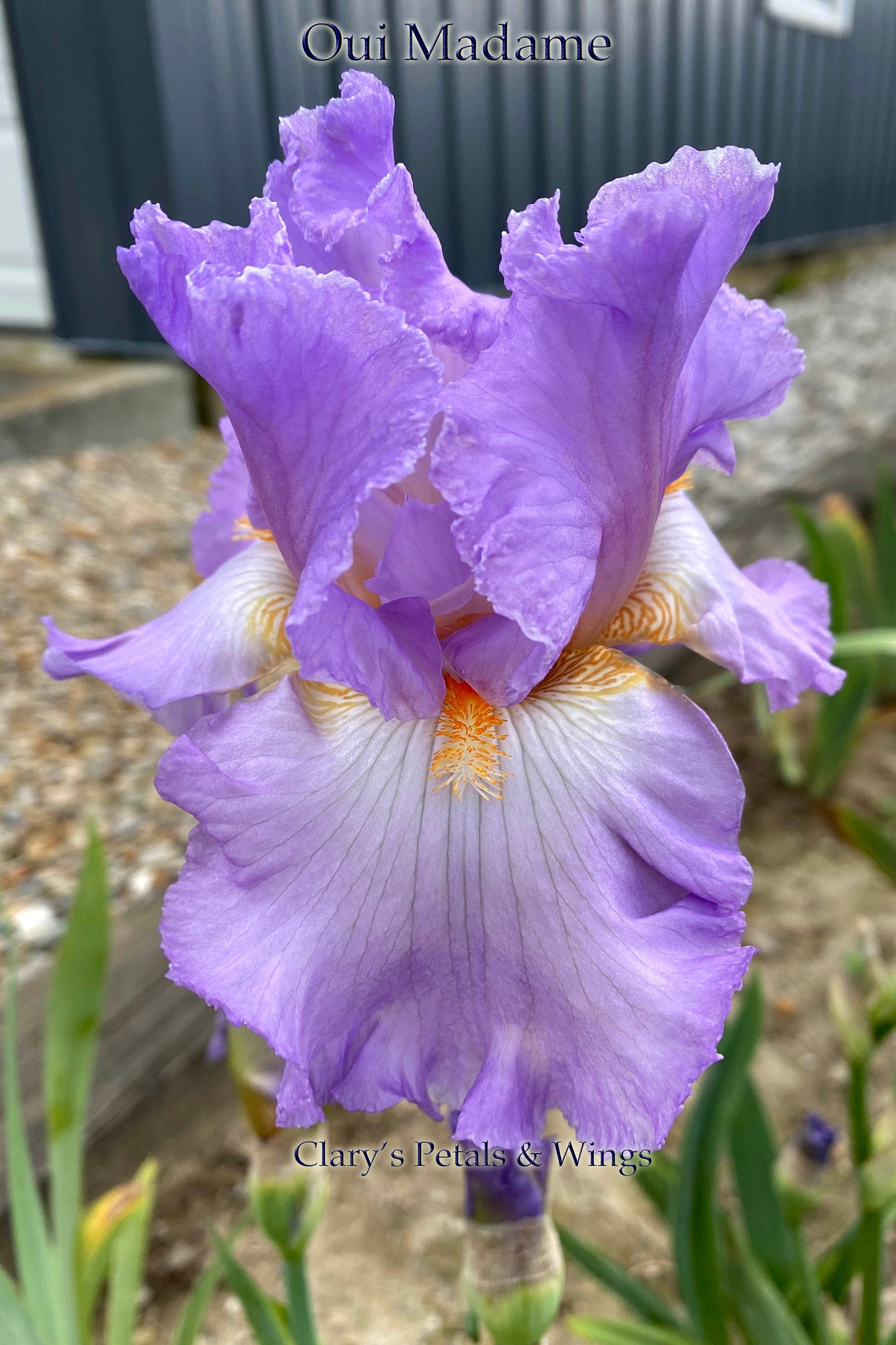 OUI MADAME - 2013 TB