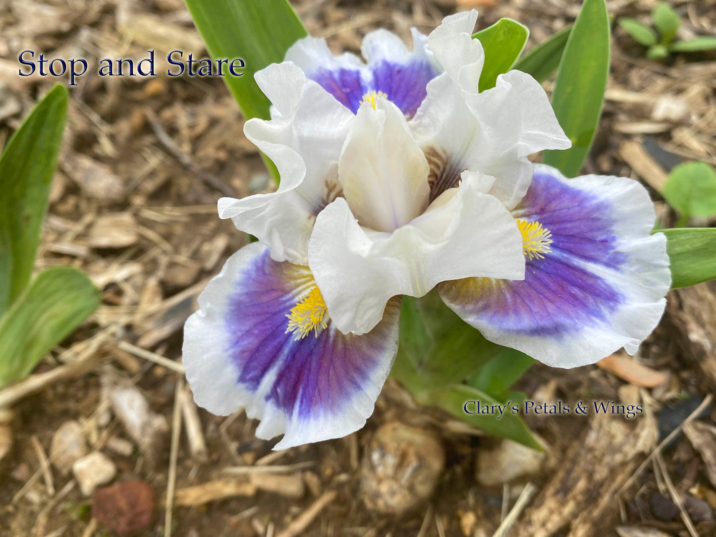 STOP AND STARE - SDB - 2014