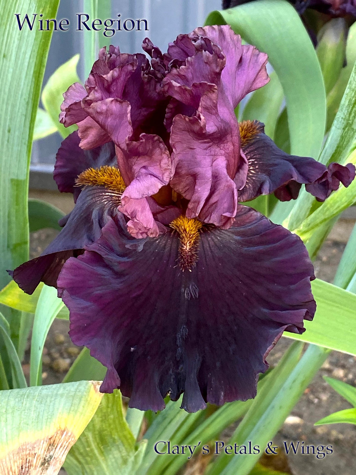 WINE REGION  - 2018 - TB