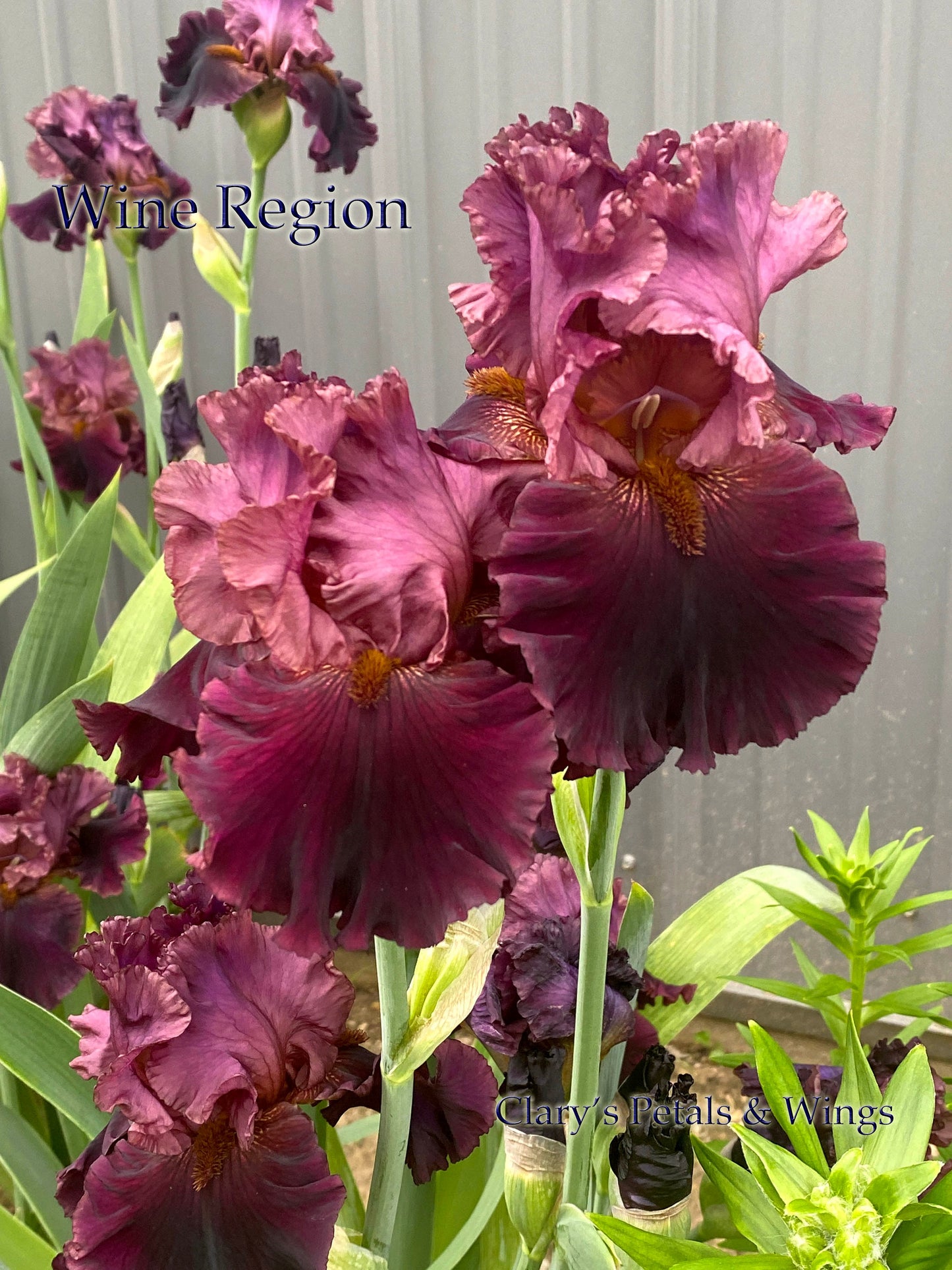 WINE REGION  - 2018 - TB