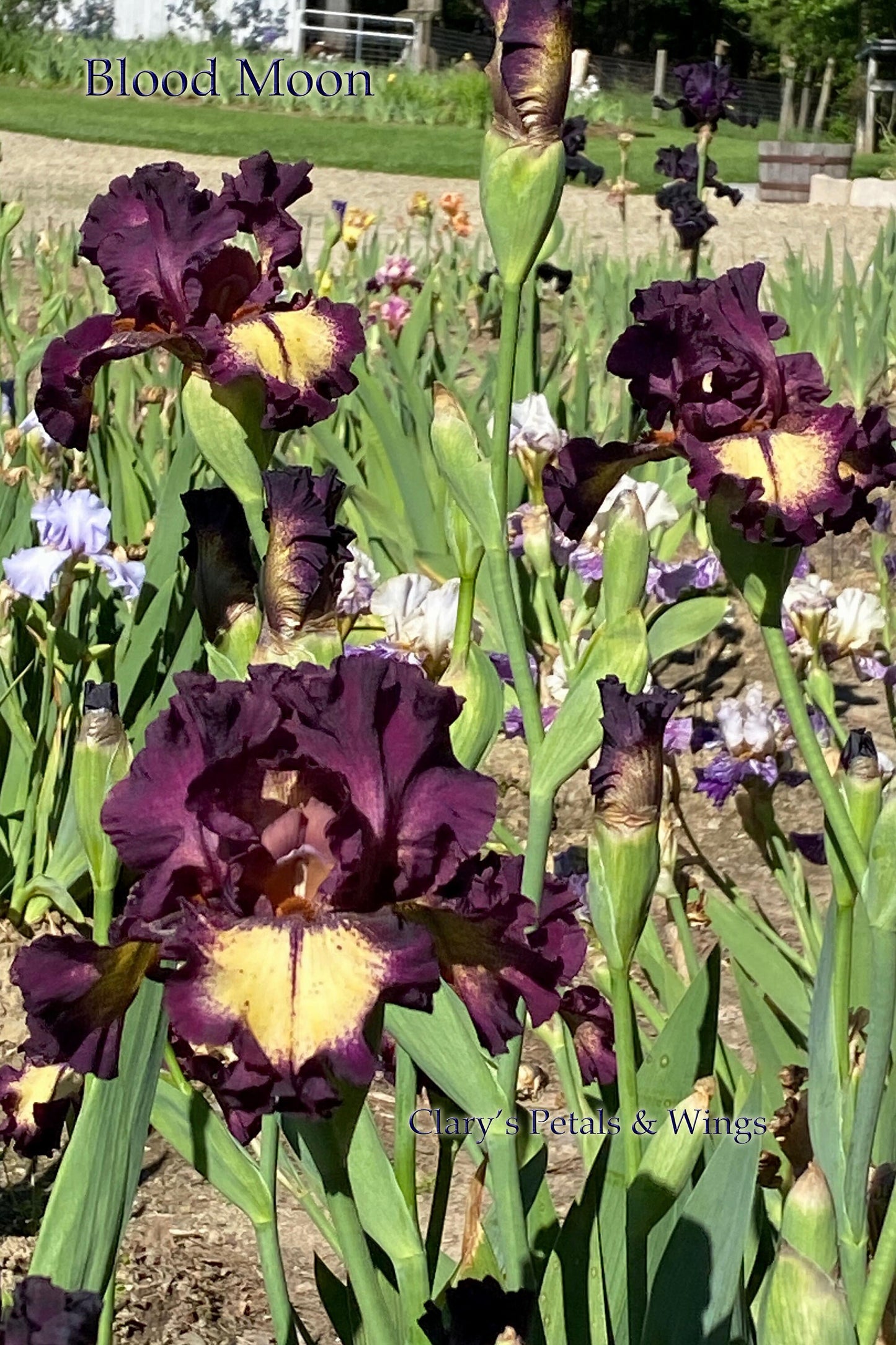 BLOOD MOON - 2017 - TB