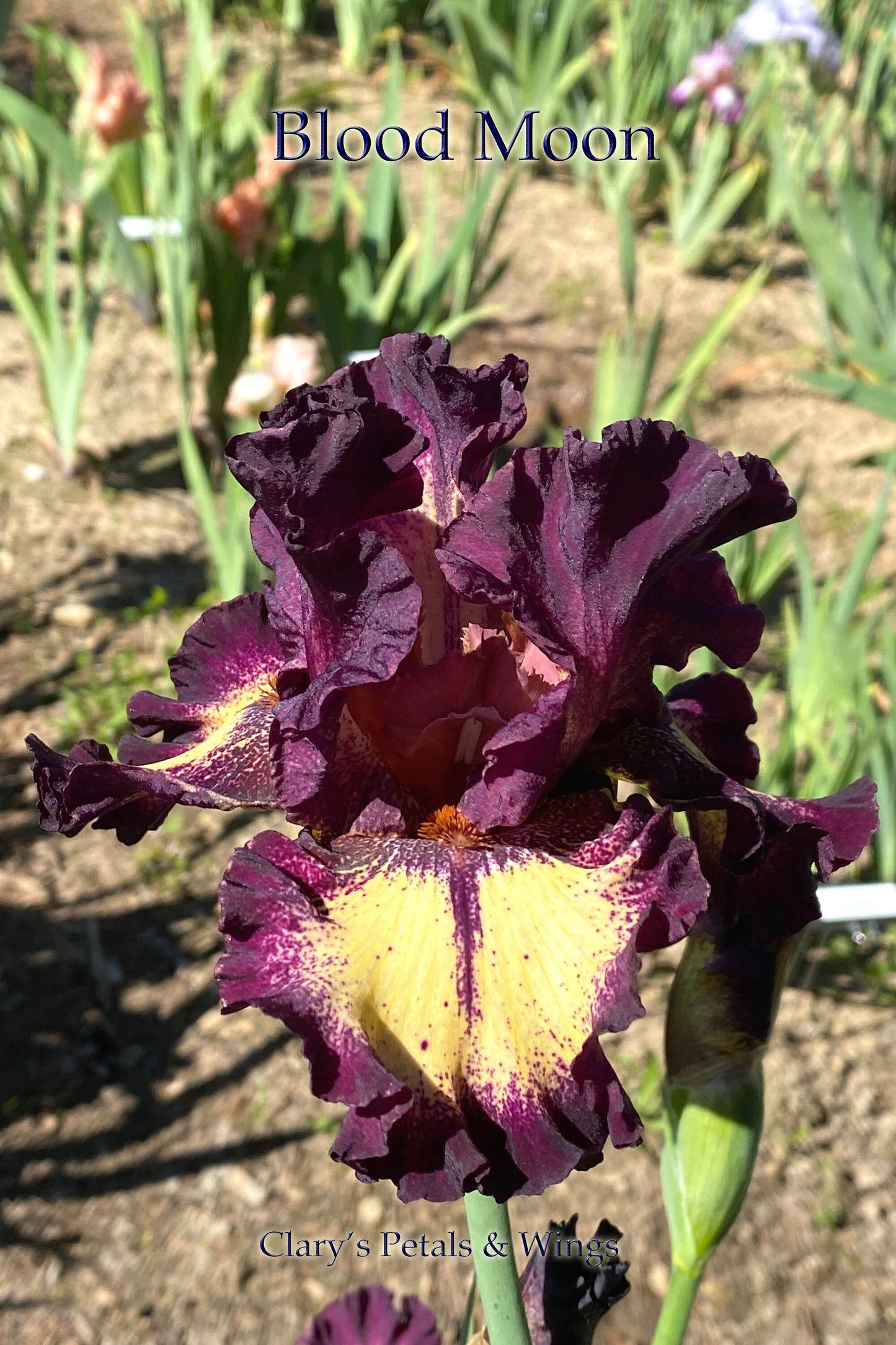 BLOOD MOON - 2017 - TB