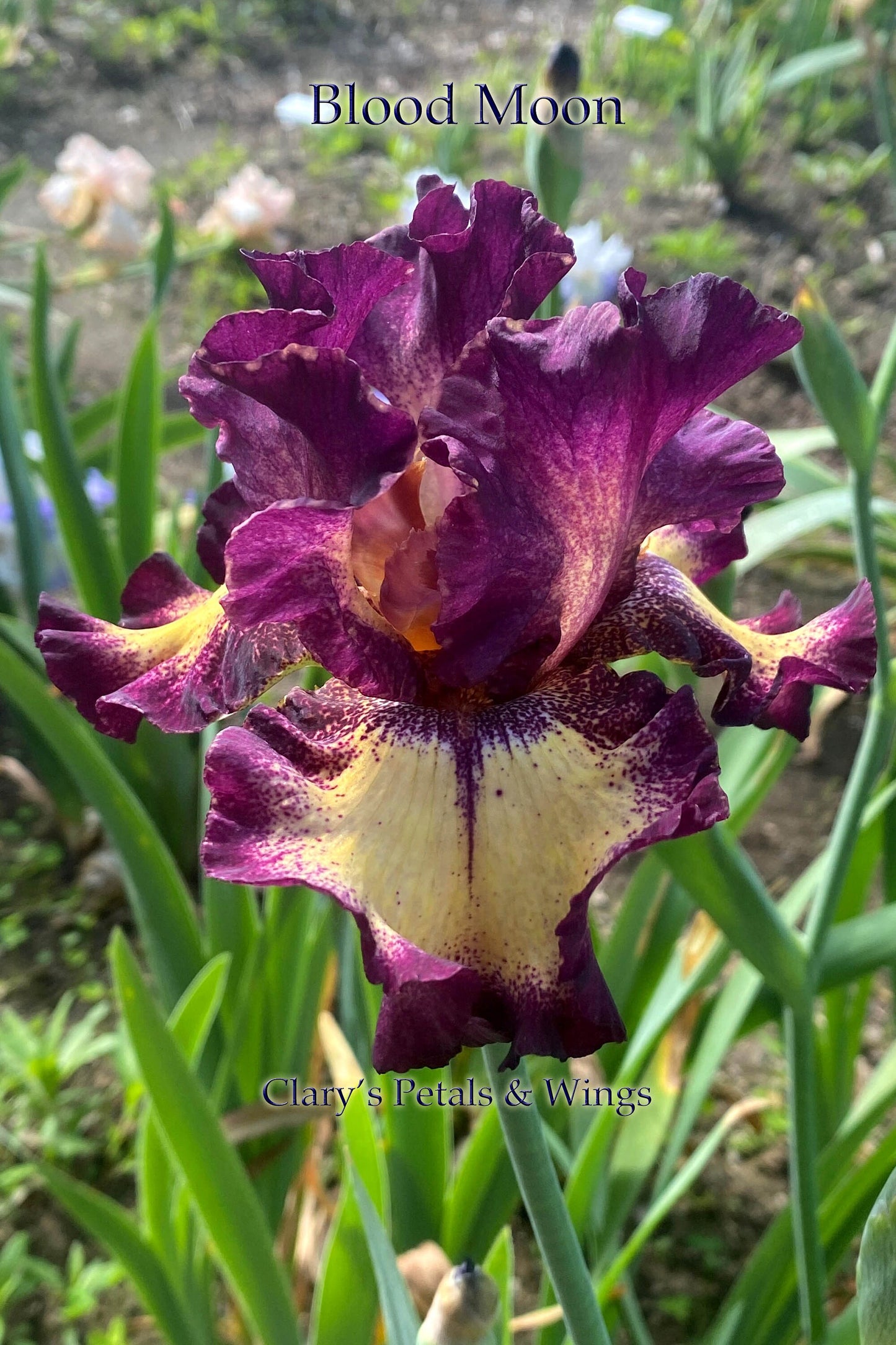 BLOOD MOON - 2017 - TB