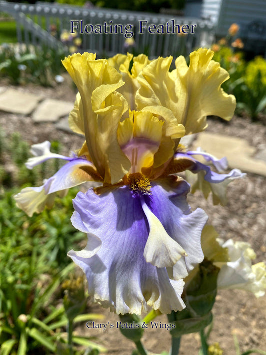 FLOATING FEATHER - 2016 - TB - Fragrant