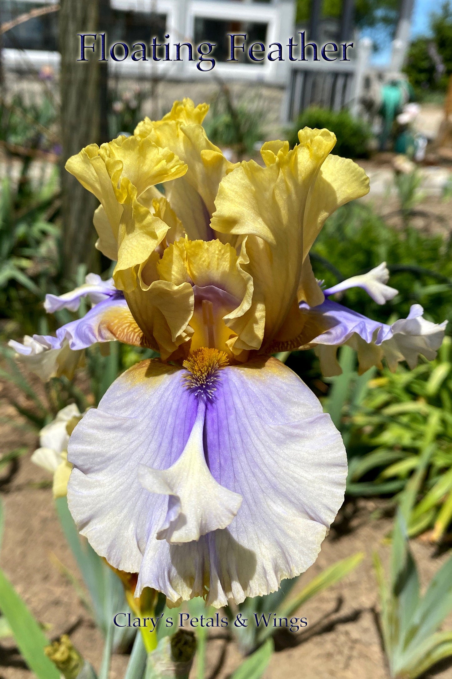 FLOATING FEATHER - 2016 - TB - Fragrant