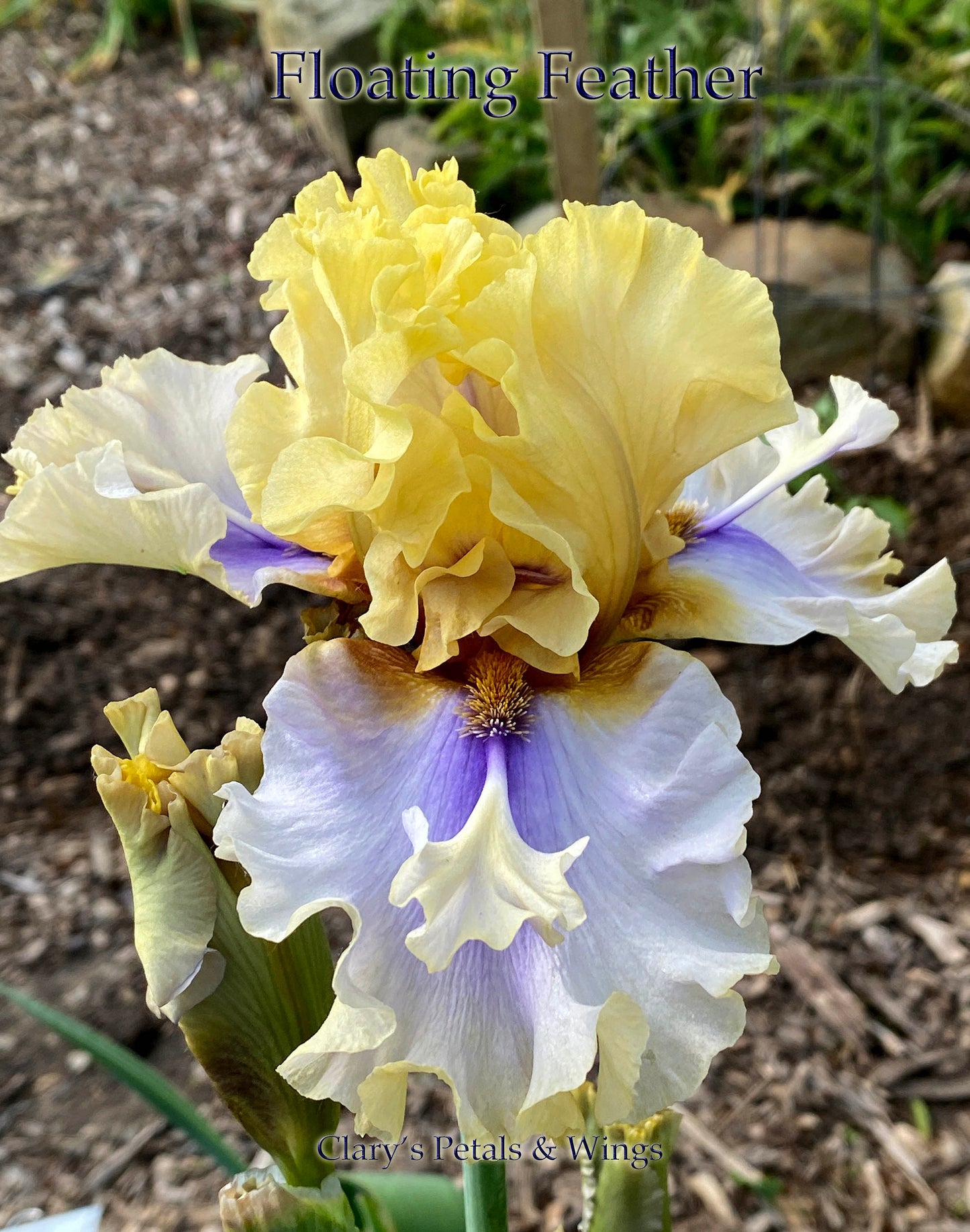 FLOATING FEATHER - 2016 - TB - Fragrant