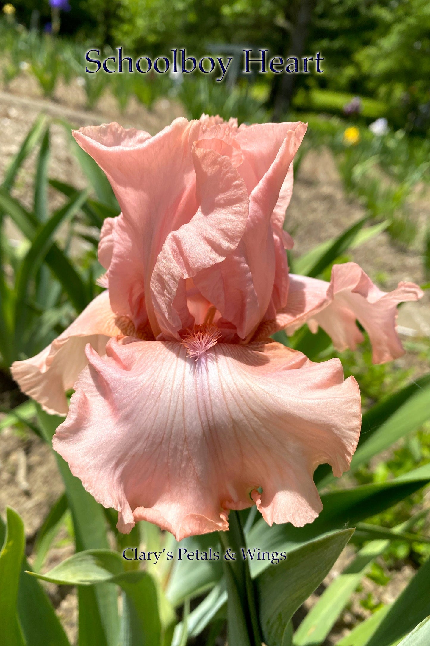 SCHOOLBOY HEART - 2018 - TB