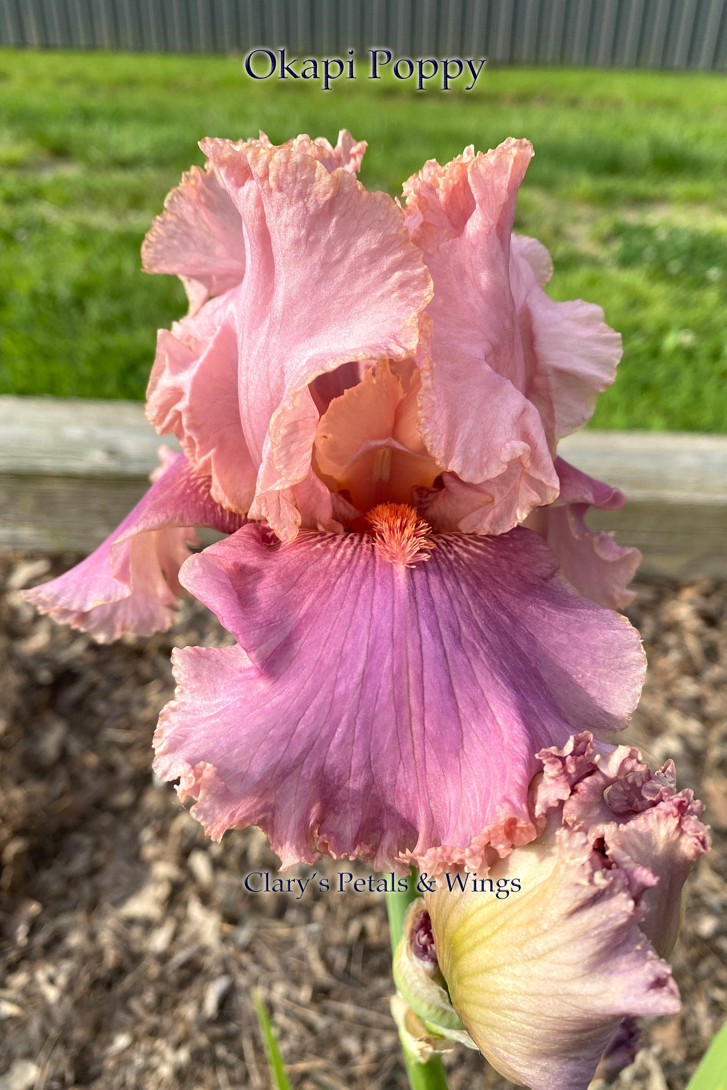 OKAPI POPPY - 2003 TB