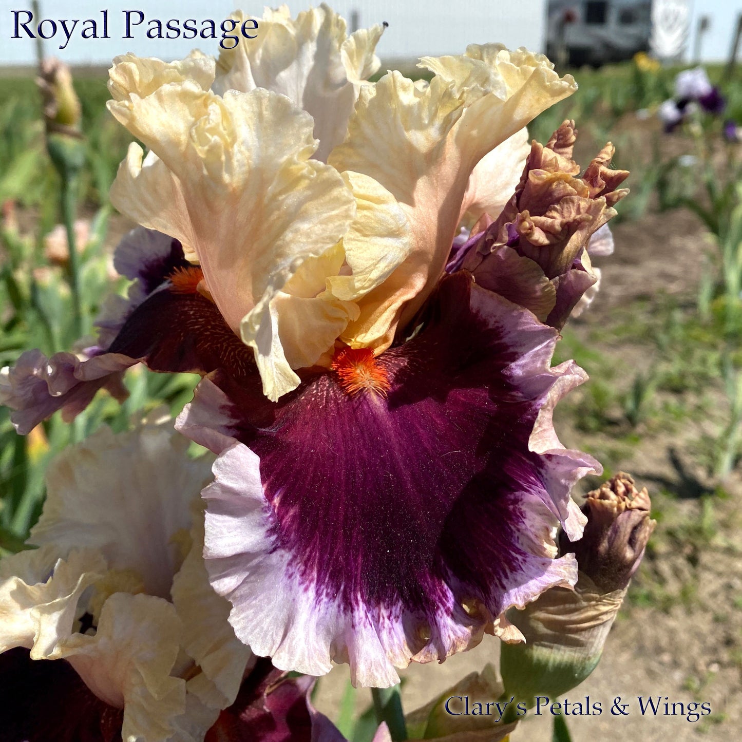 ROYAL PASSAGE - 2019 - TB