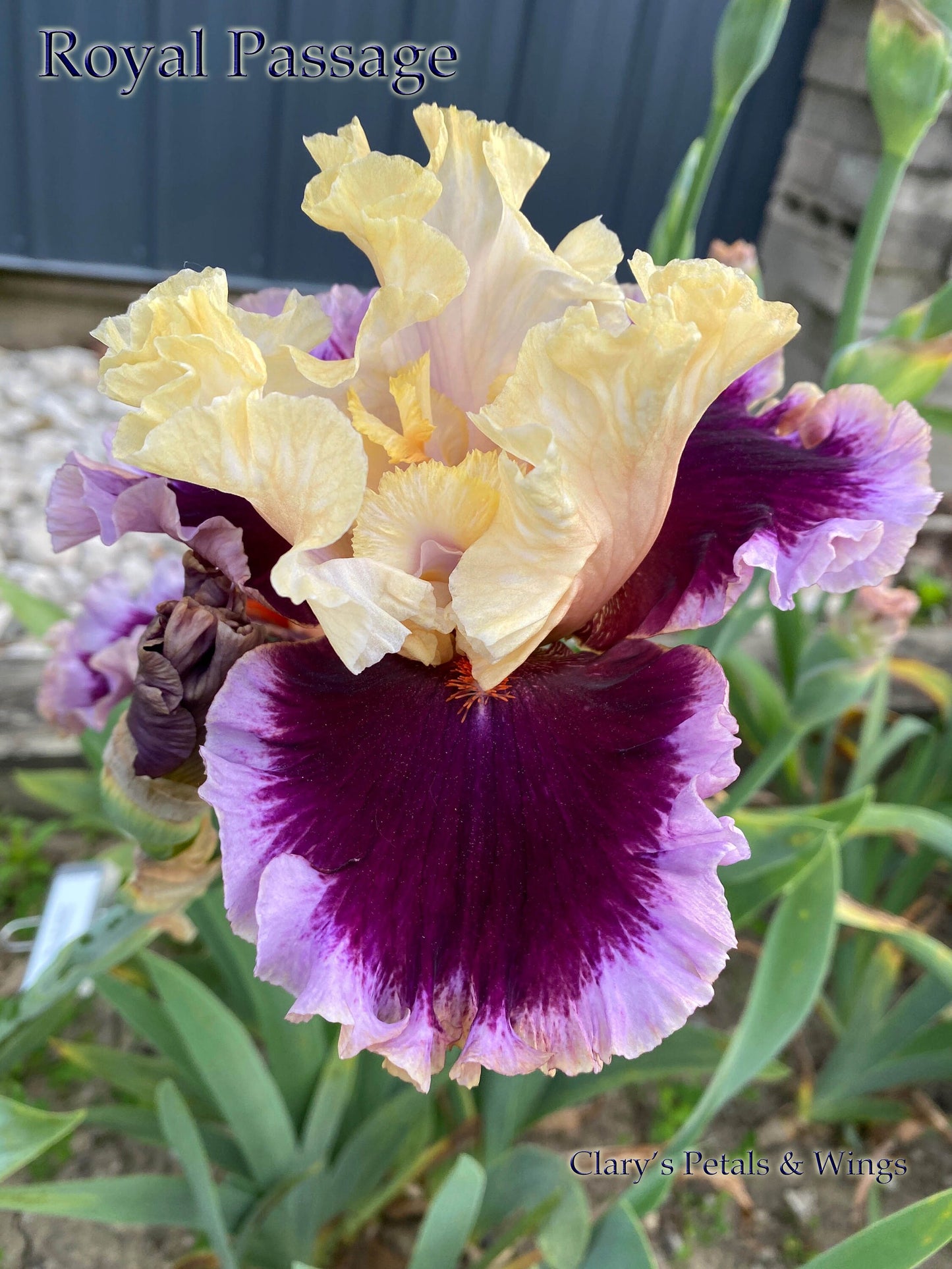 ROYAL PASSAGE - 2019 - TB