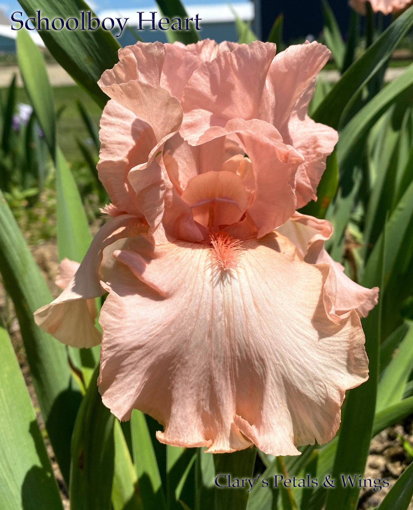 SCHOOLBOY HEART - 2018 - TB