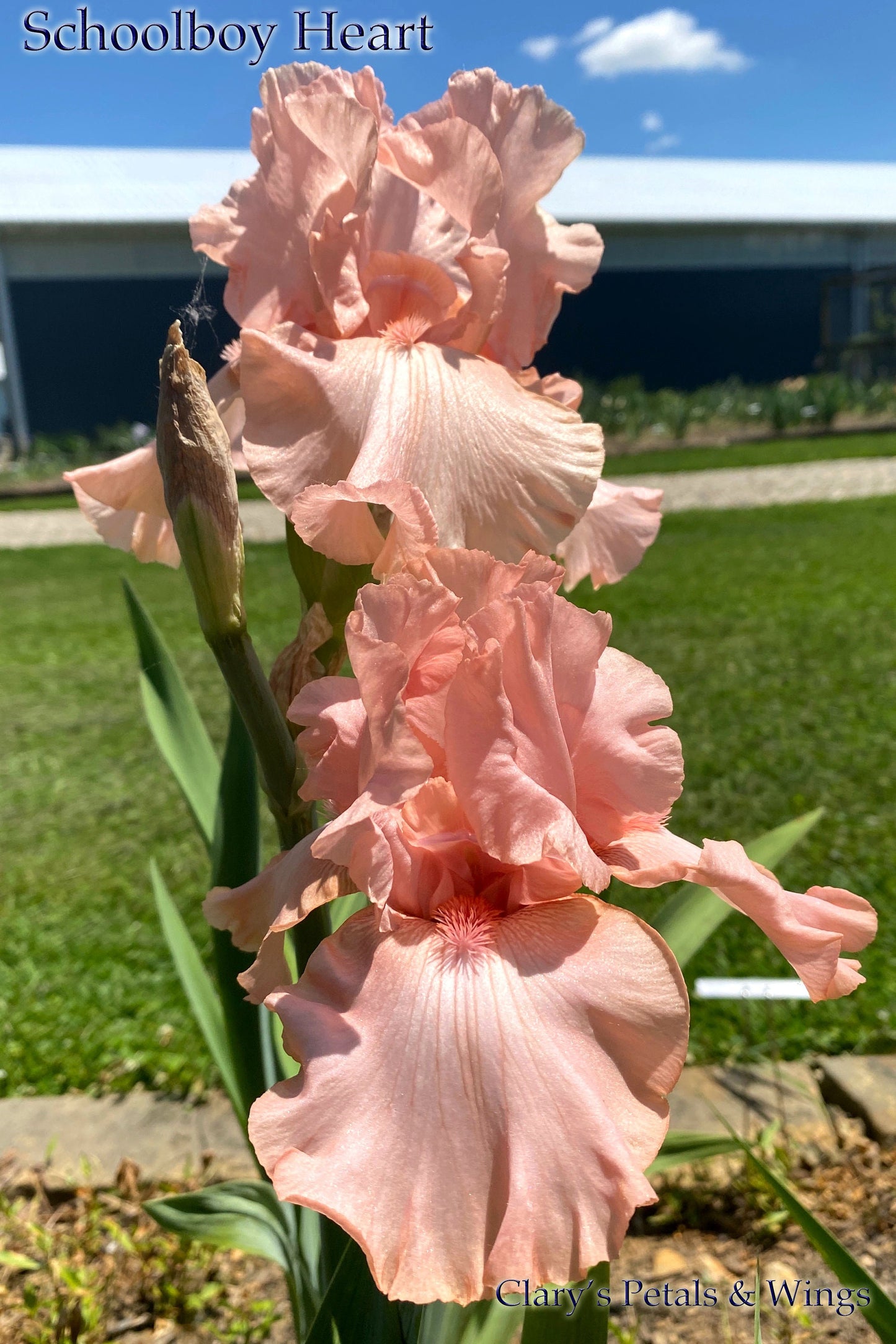 SCHOOLBOY HEART - 2018 - TB